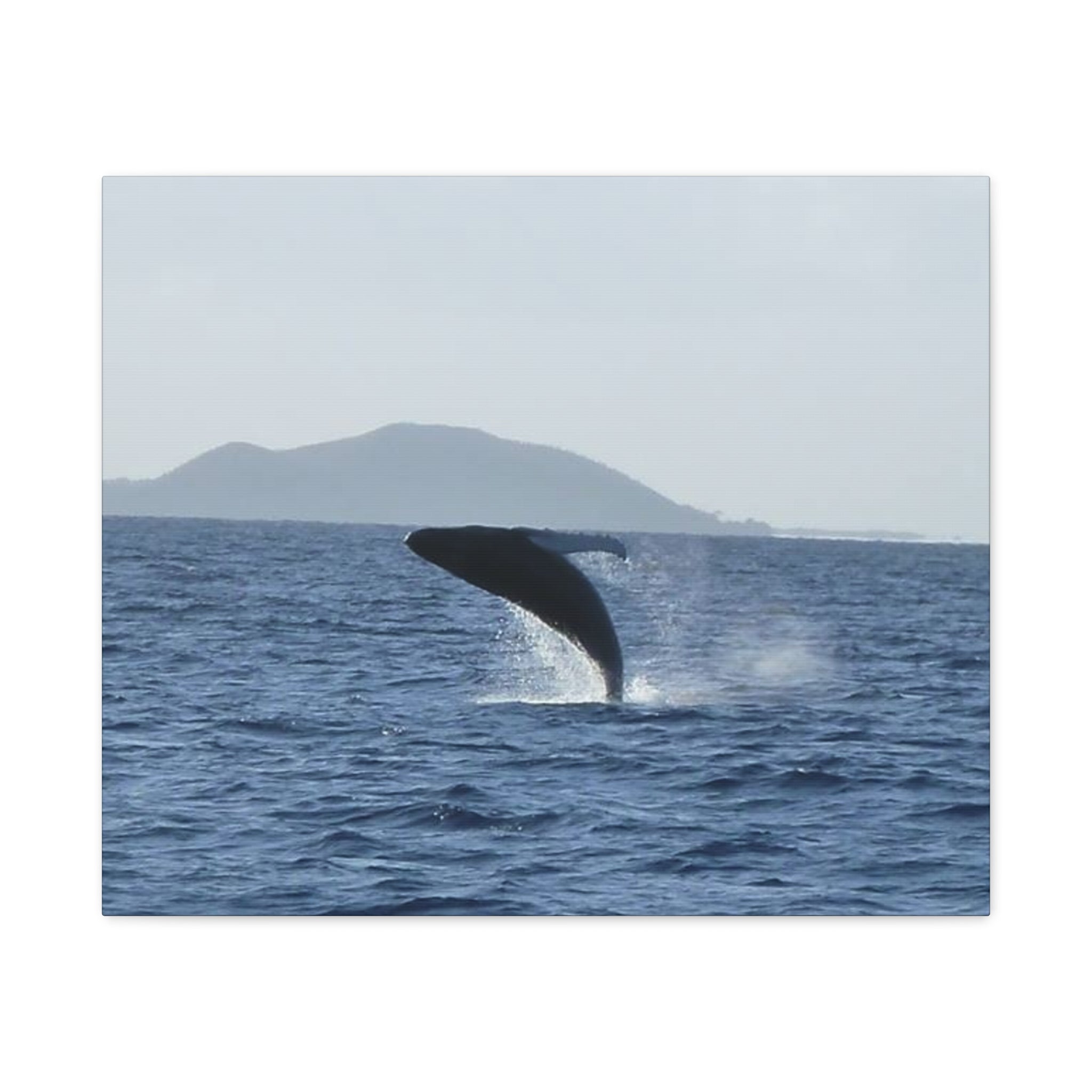 Humpback Whale Breach Matte Canvas Wall Art