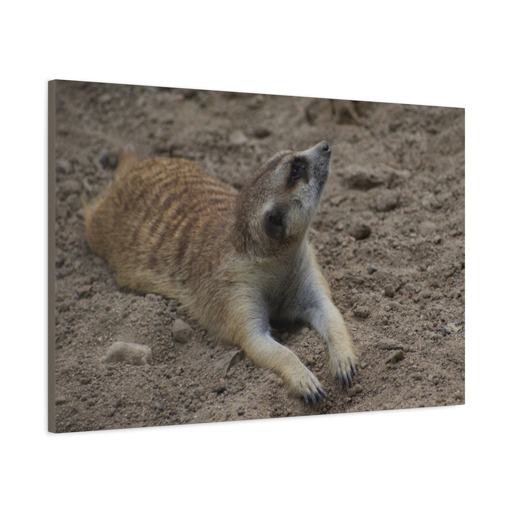 Meerkat Stretch Canvas Wall Art – Relaxed Desert Wildlife Print