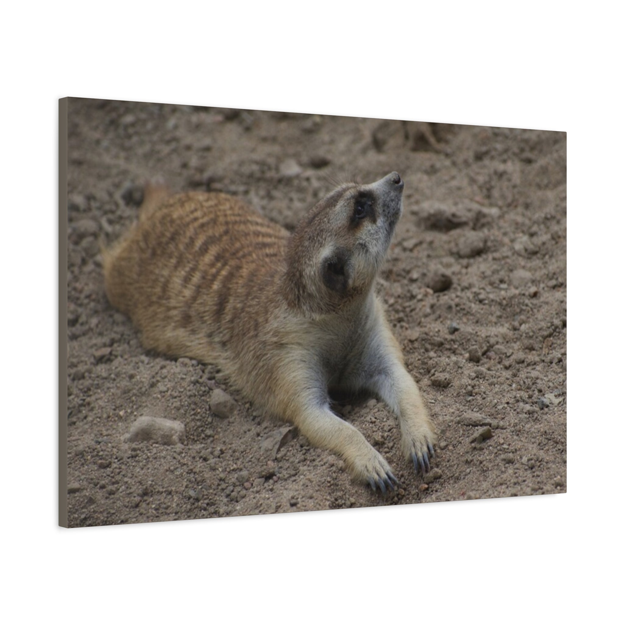 Meerkat Stretch Canvas Wall Art – Relaxed Desert Wildlife Print