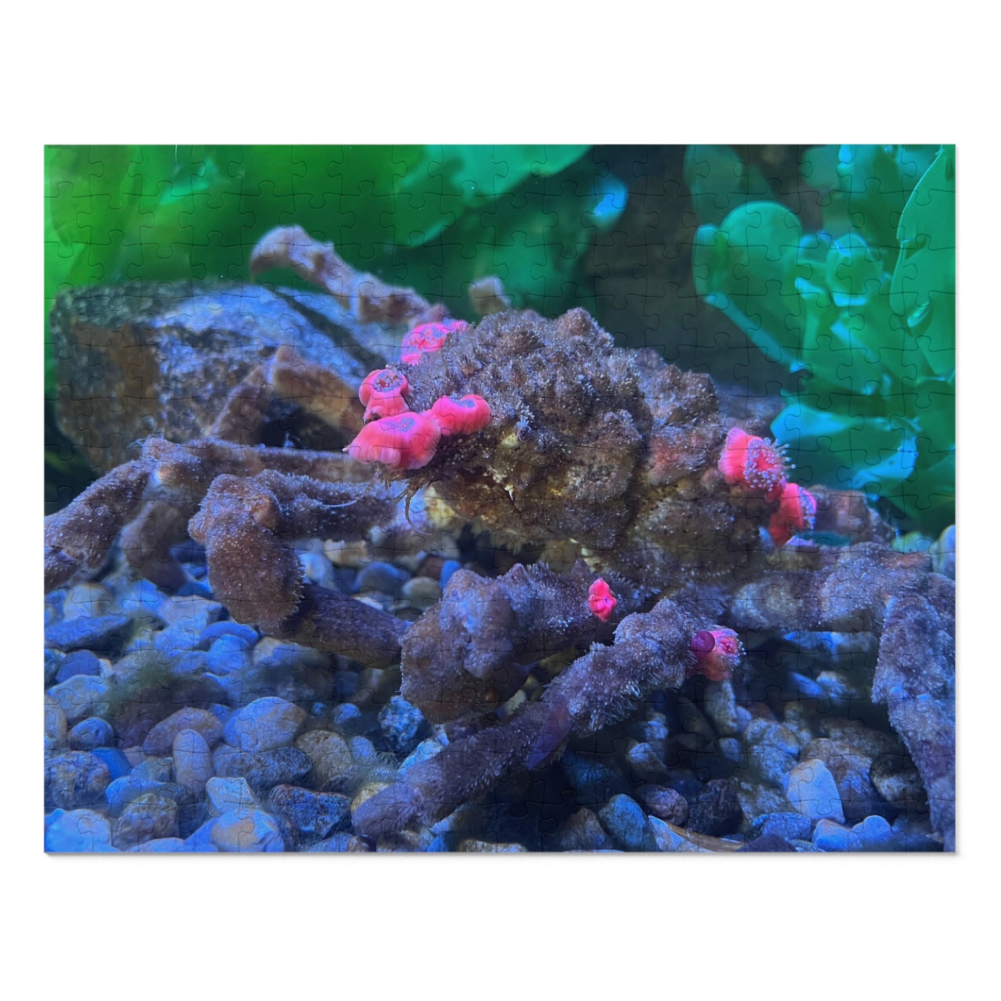 Decorator Crab Jigsaw Puzzle — Marine Life Puzzle with Colorful Anemones