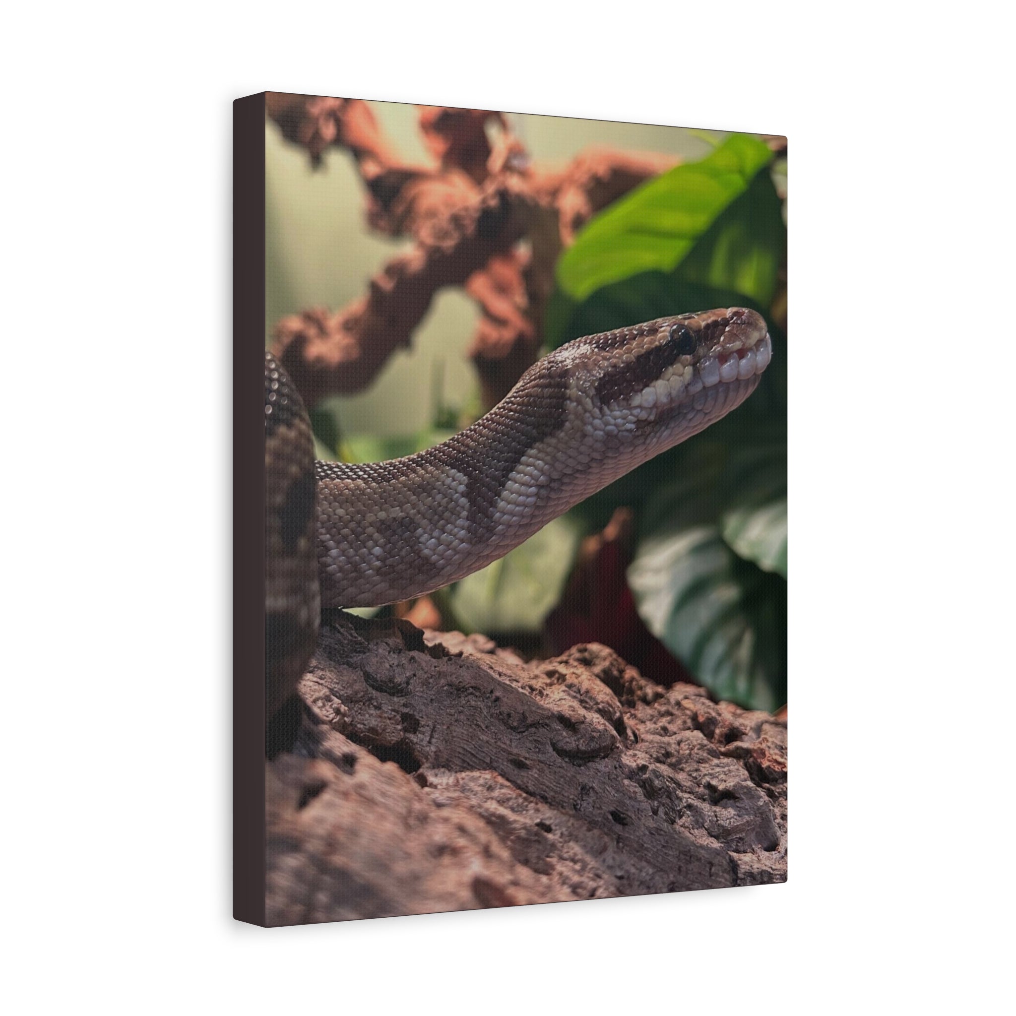 Ball Python Wildlife Matte Stretched Canvas Print — Reptile Wall Art