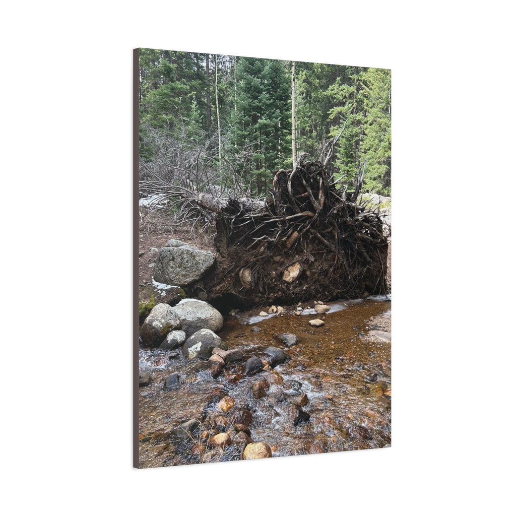 Riverbank Forest Canvas Print – Matte Stretched Wall Art (1.25")