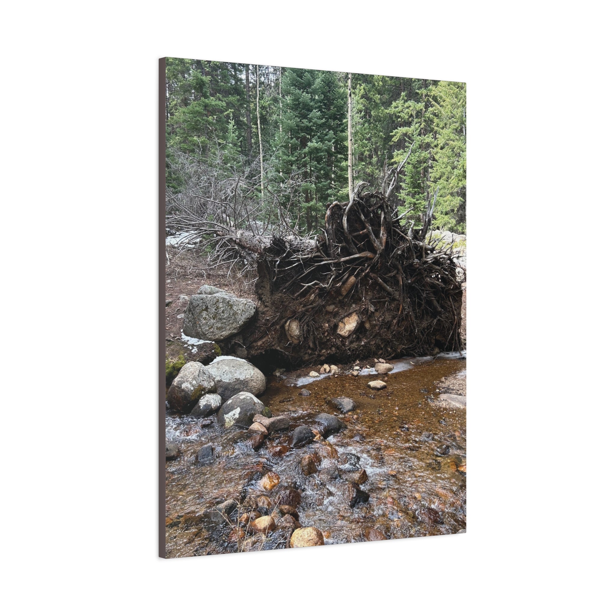 Riverbank Forest Canvas Print – Matte Stretched Wall Art (1.25")