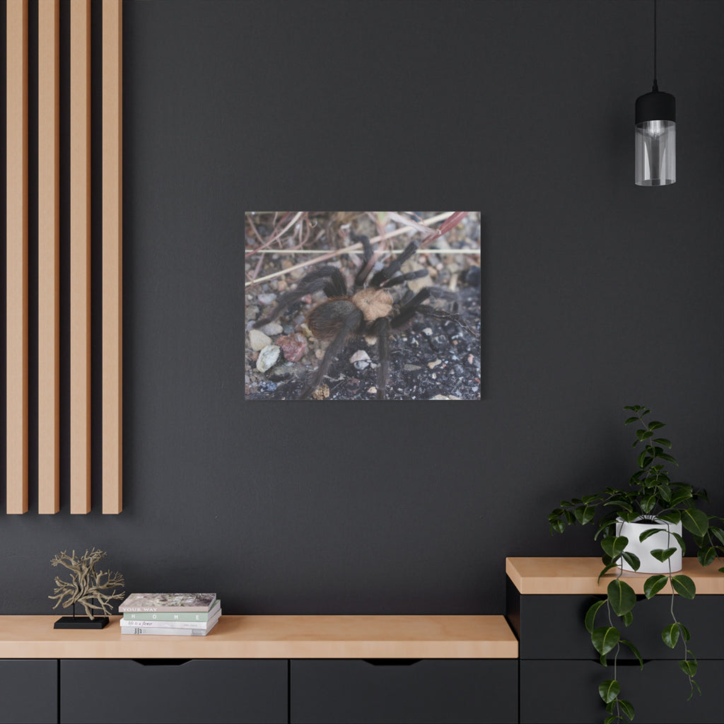 Tarantula Canvas Print — Matte Stretched Wall Art