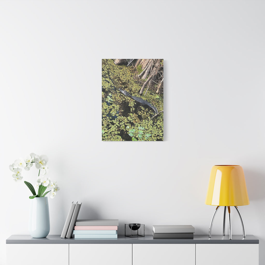 Alligator Photography Canvas Print — Matte Stretched Wall Art
