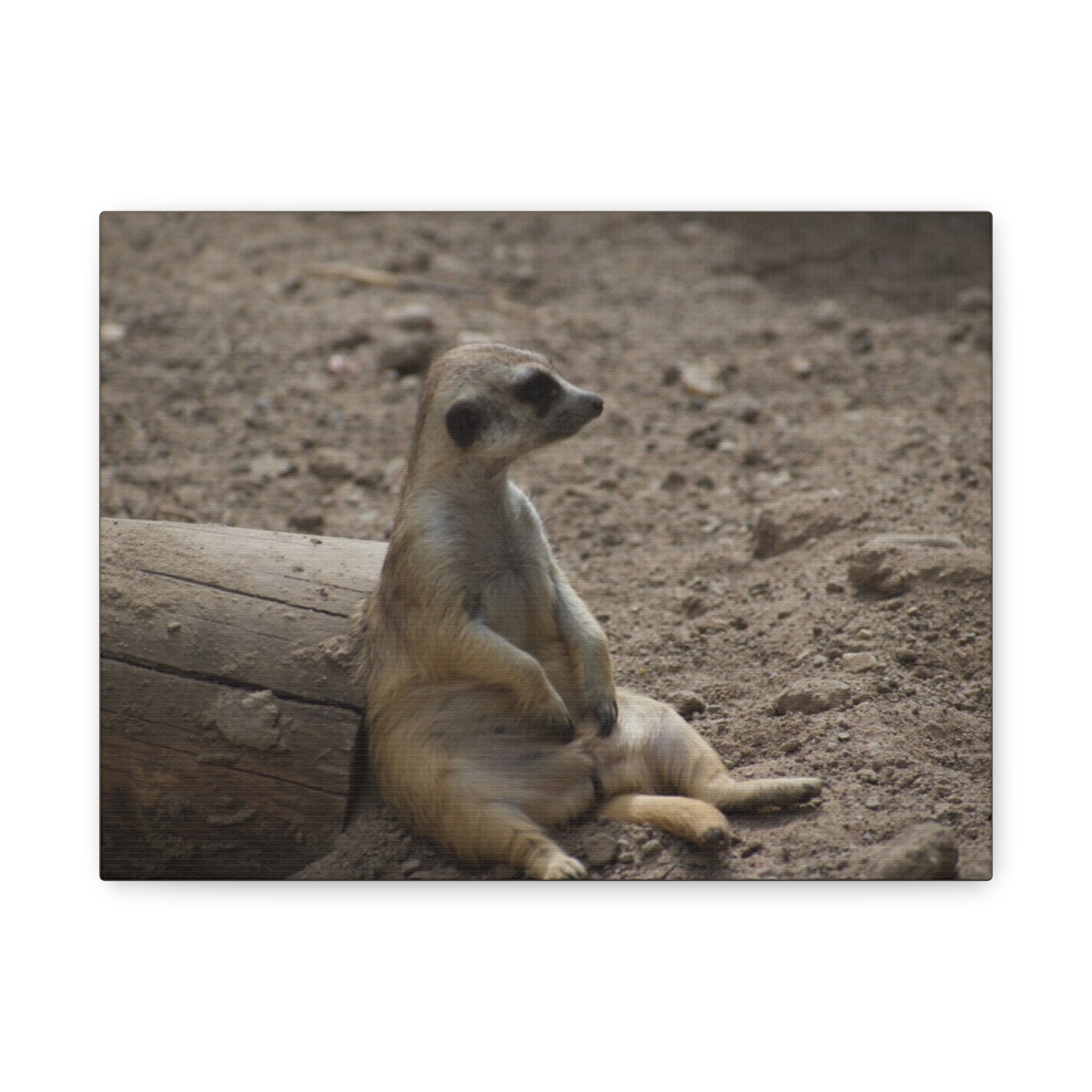 Relaxed Meerkat Matte Canvas Wall Art — Cute Animal Photo Print
