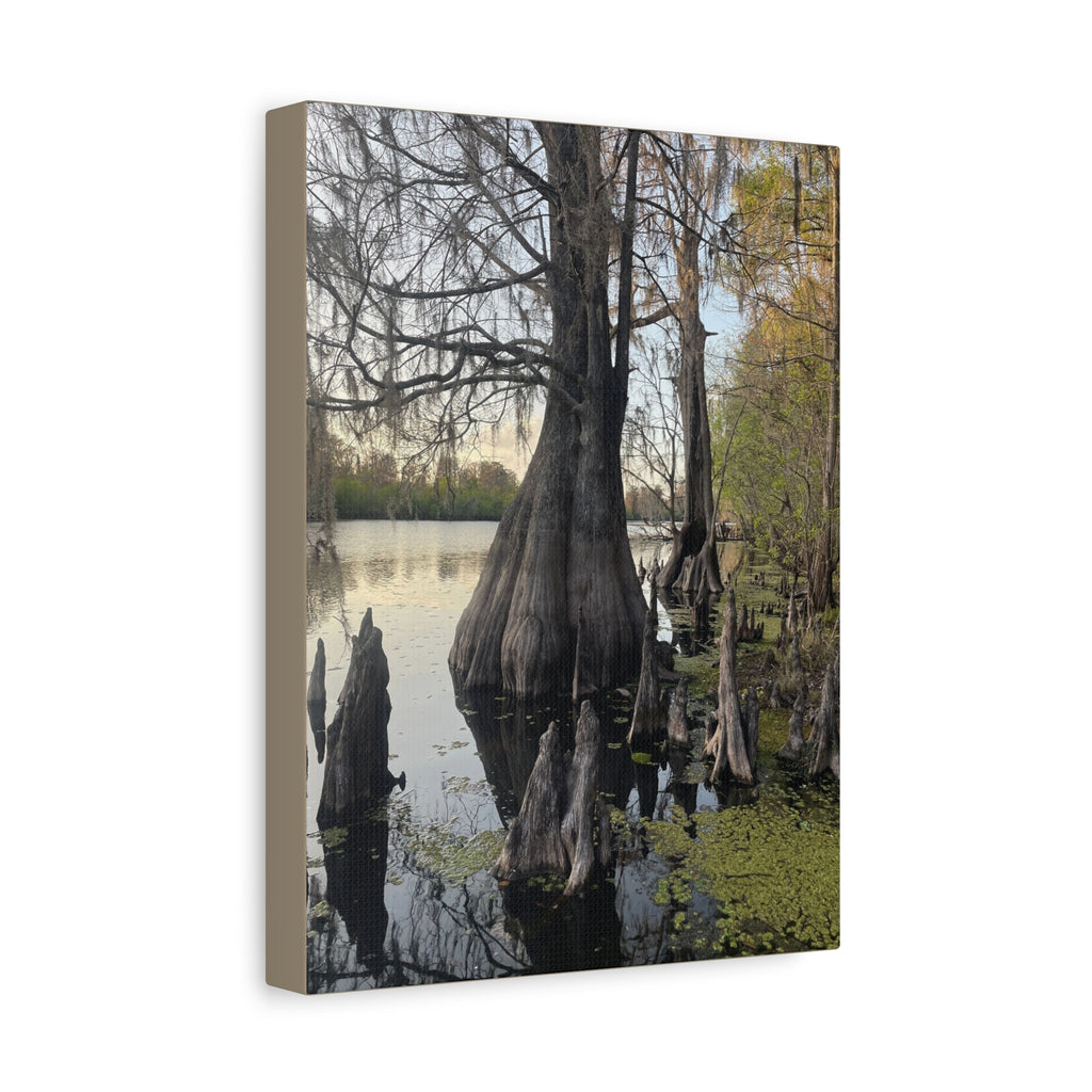 Swamp Matte Stretched Canvas