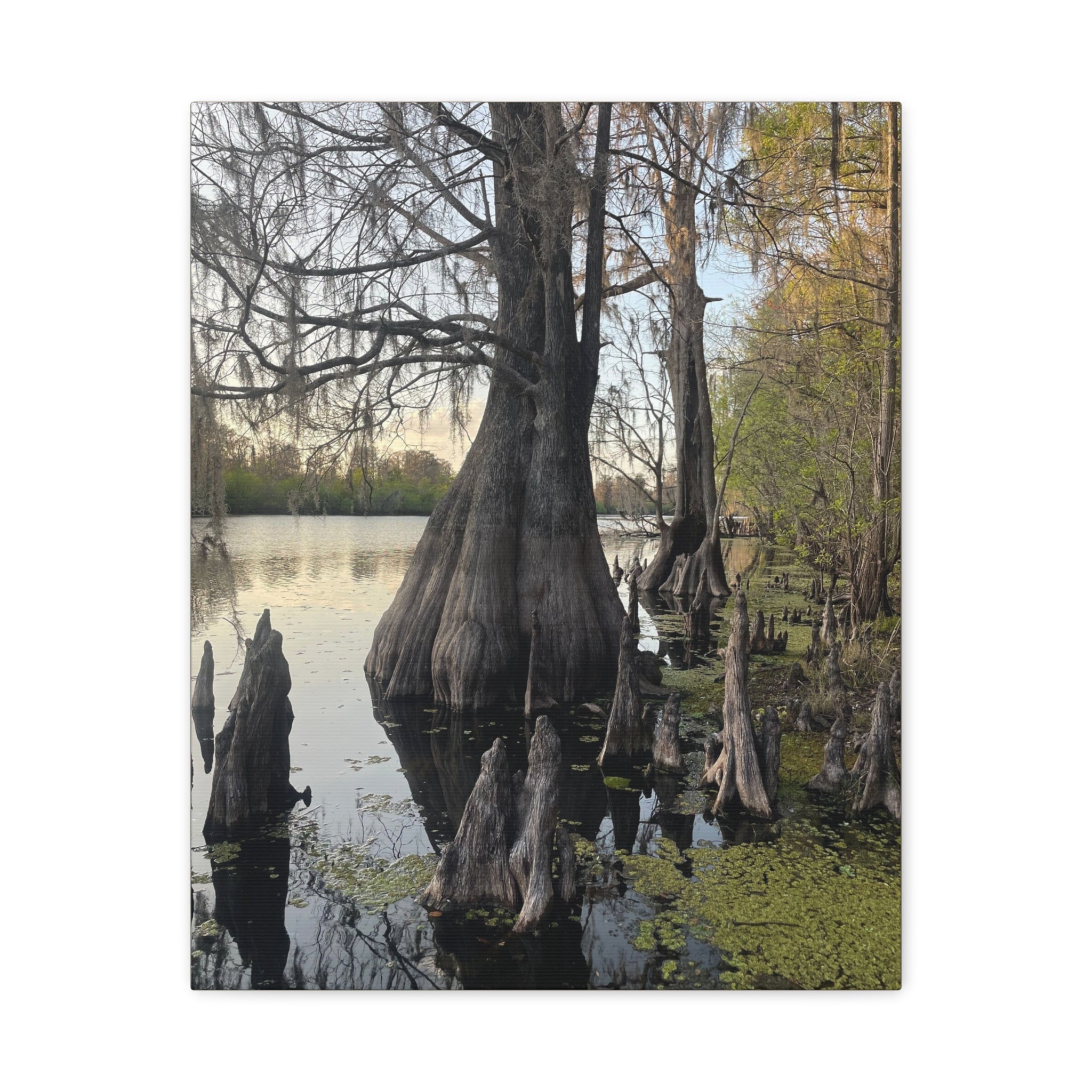 Swamp Matte Stretched Canvas