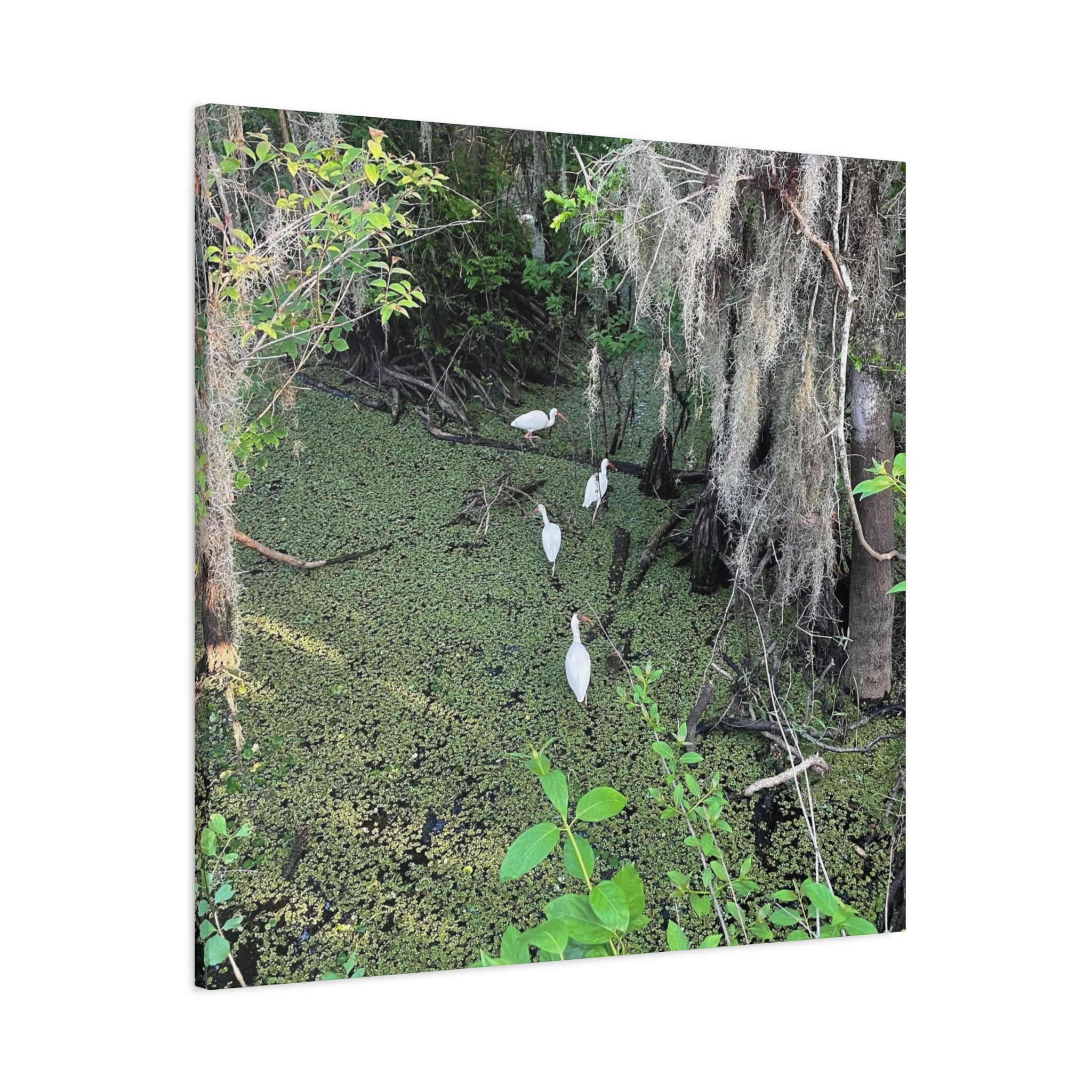 Swamp Egrets Canvas Print — Matte Stretched Nature Wall Art