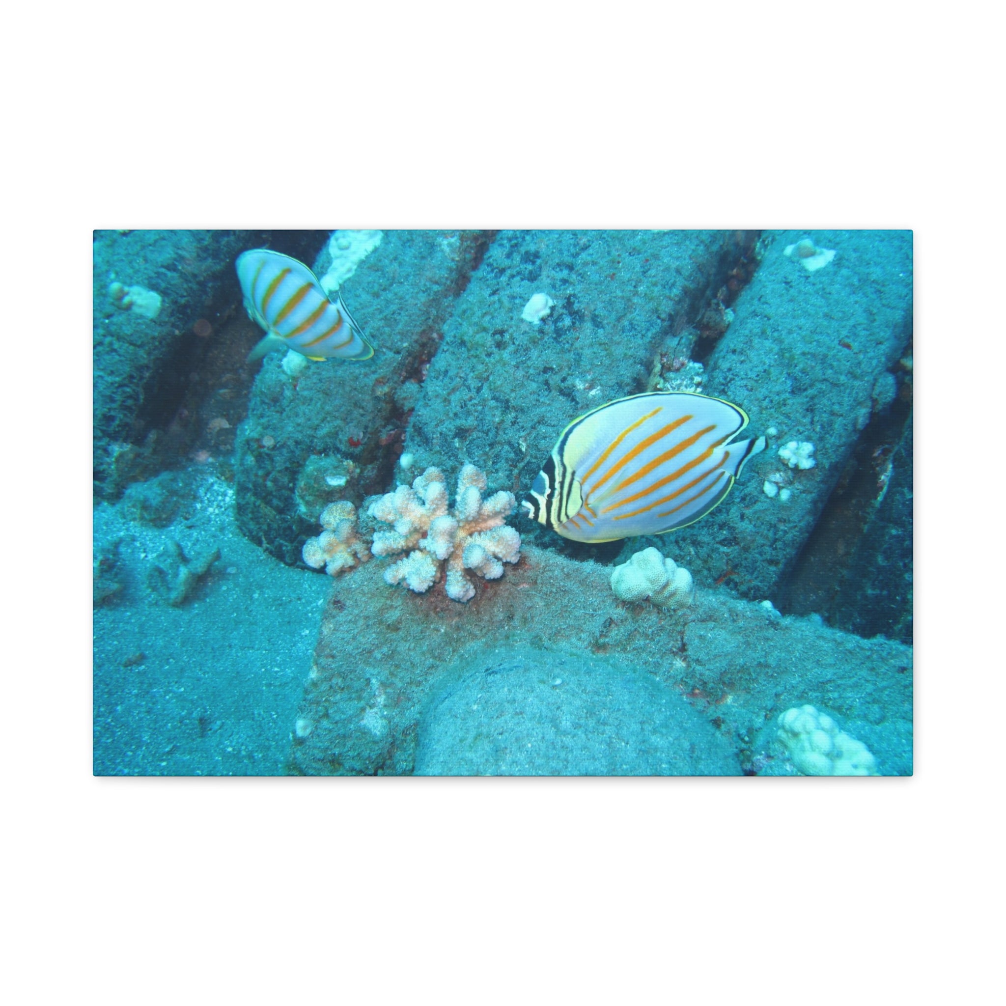 Tropical Butterflyfish Canvas Print — Underwater Coral Reef Wall Art