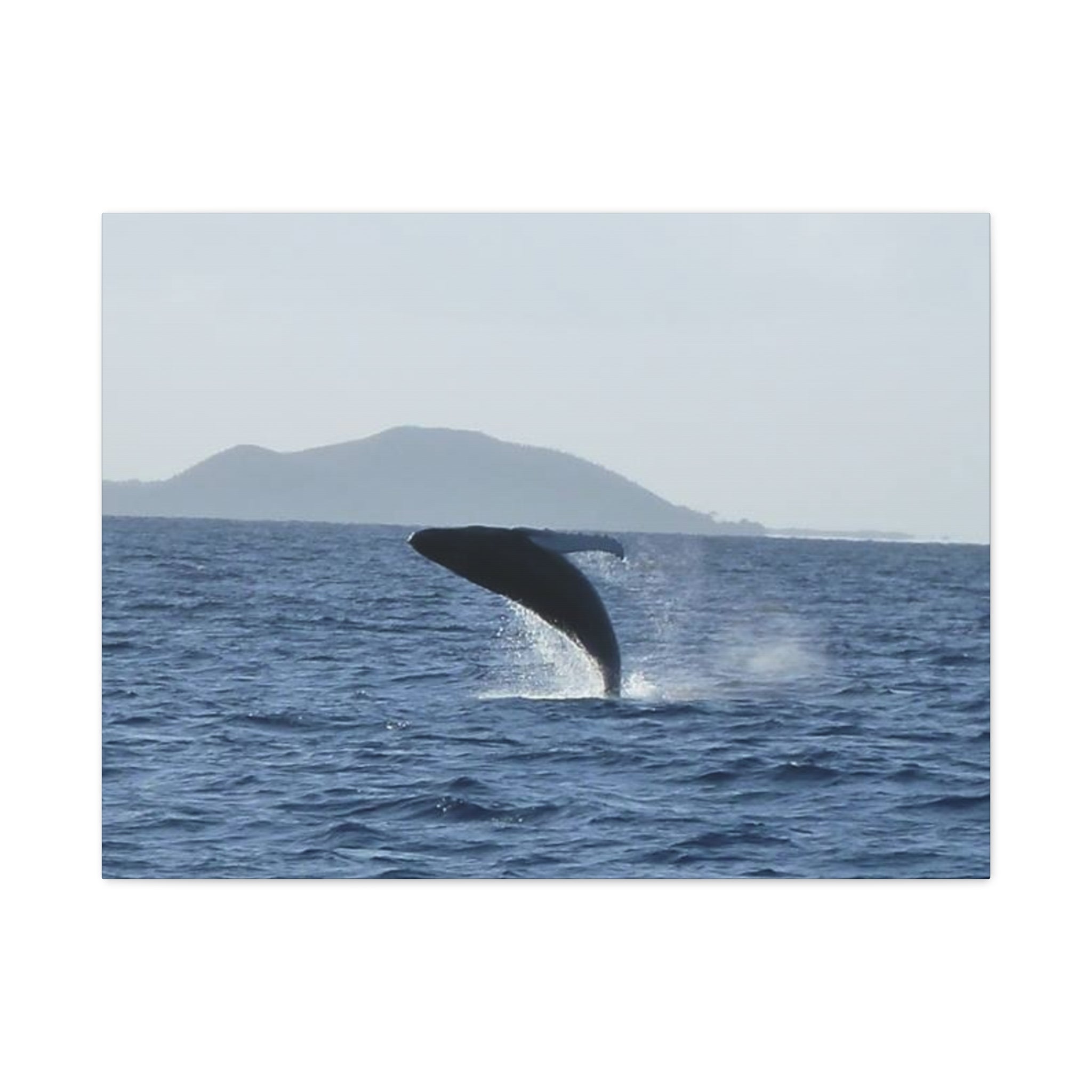Humpback Whale Breach Matte Canvas Wall Art