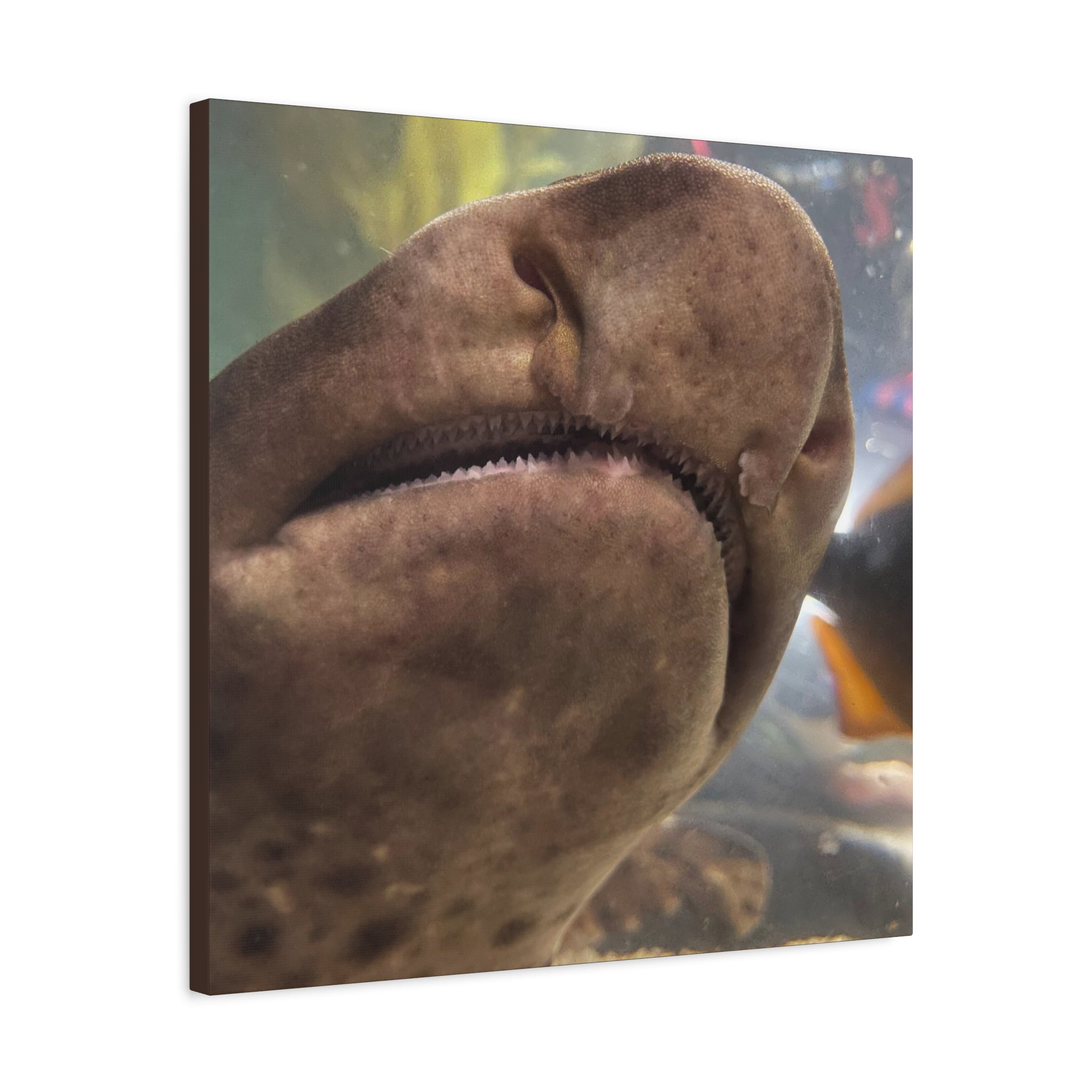 Swell Shark Close-Up Matte Canvas Print — Stretched 1.25" Wall Art