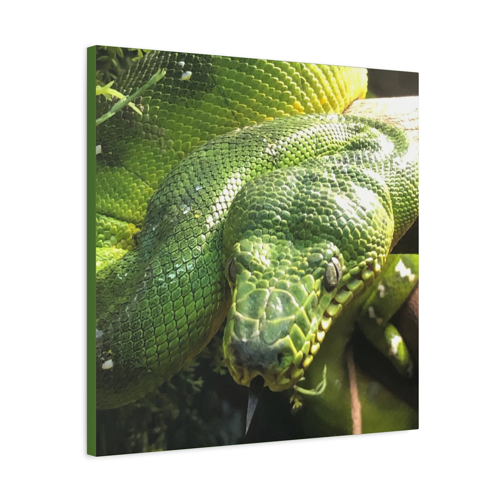 Green Tree Python Canvas Print — Tropical Snake Wall Art (Matte Stretched)