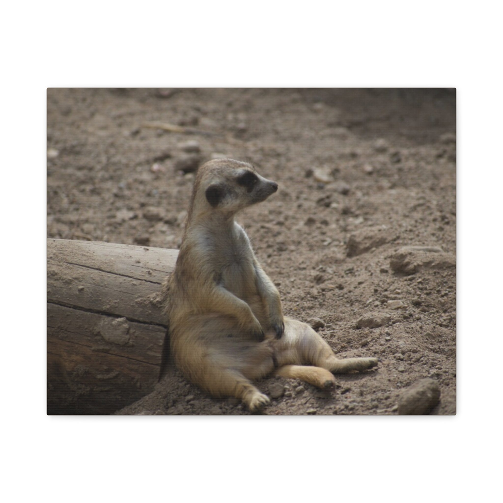 Relaxed Meerkat Matte Canvas Wall Art — Cute Animal Photo Print