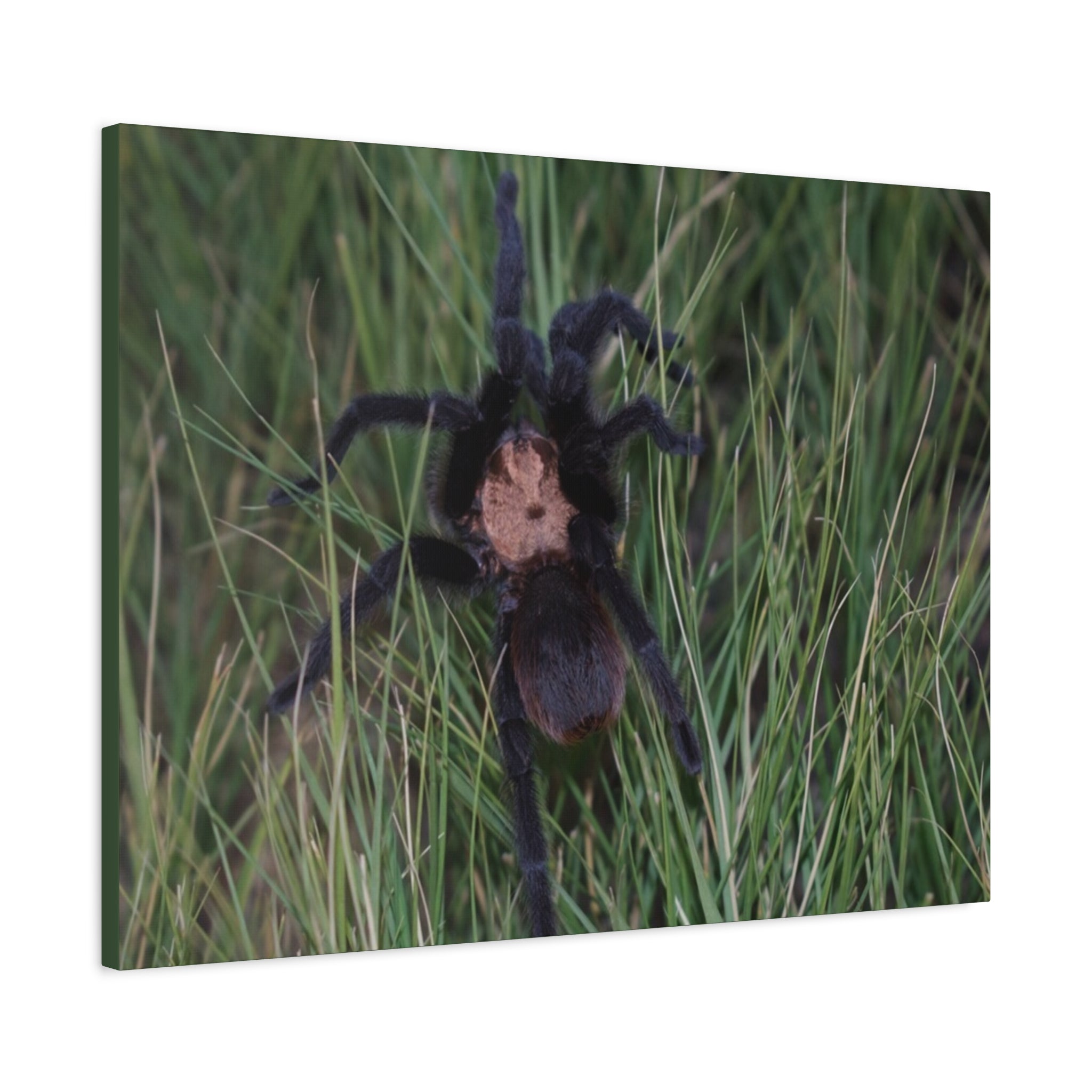 Roaming Tarantula Wall Art Canvas - Realistic Spider Photography on Matte Stretched Canvas