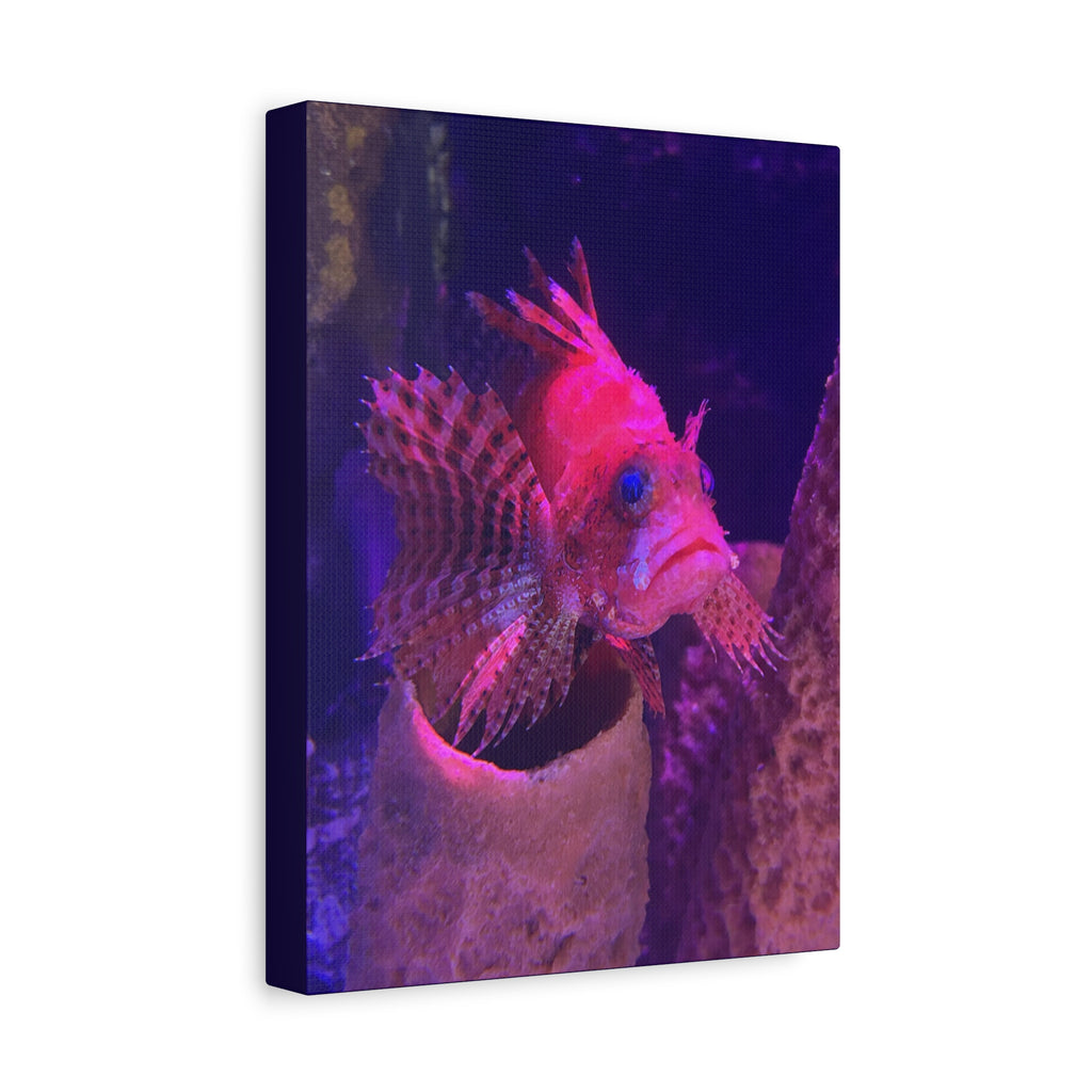 Fuzzy Dwarf Lionfish Canvas Print — Vibrant Marine Wall Art (1.25" Stretched)