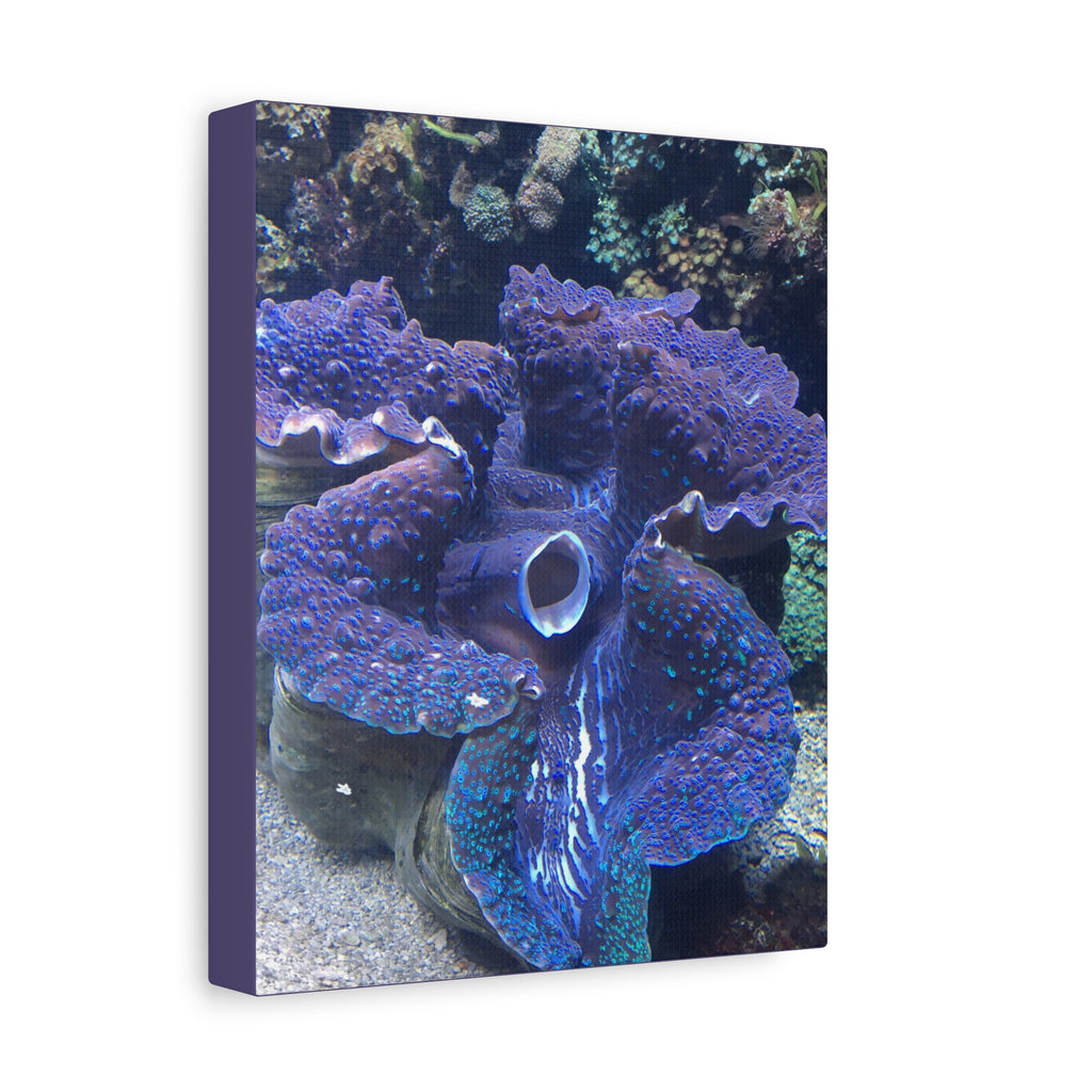Blue Tridacna Clam Matte Canvas Print — Vibrant Ocean Coral Wall Art