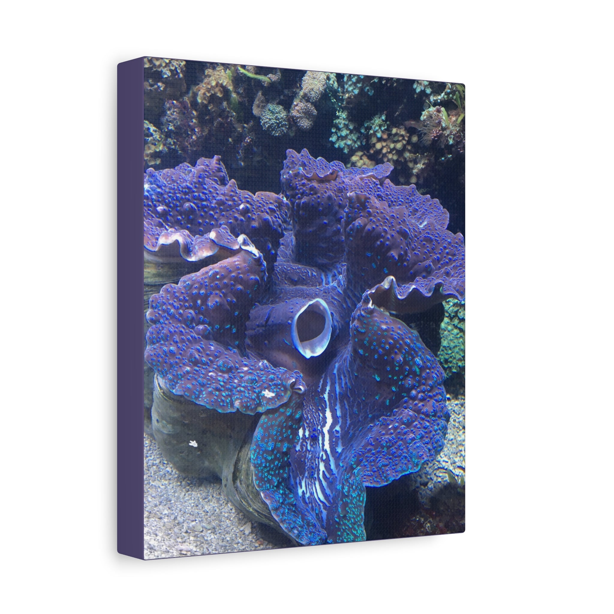 Blue Tridacna Clam Matte Canvas Print — Vibrant Ocean Coral Wall Art