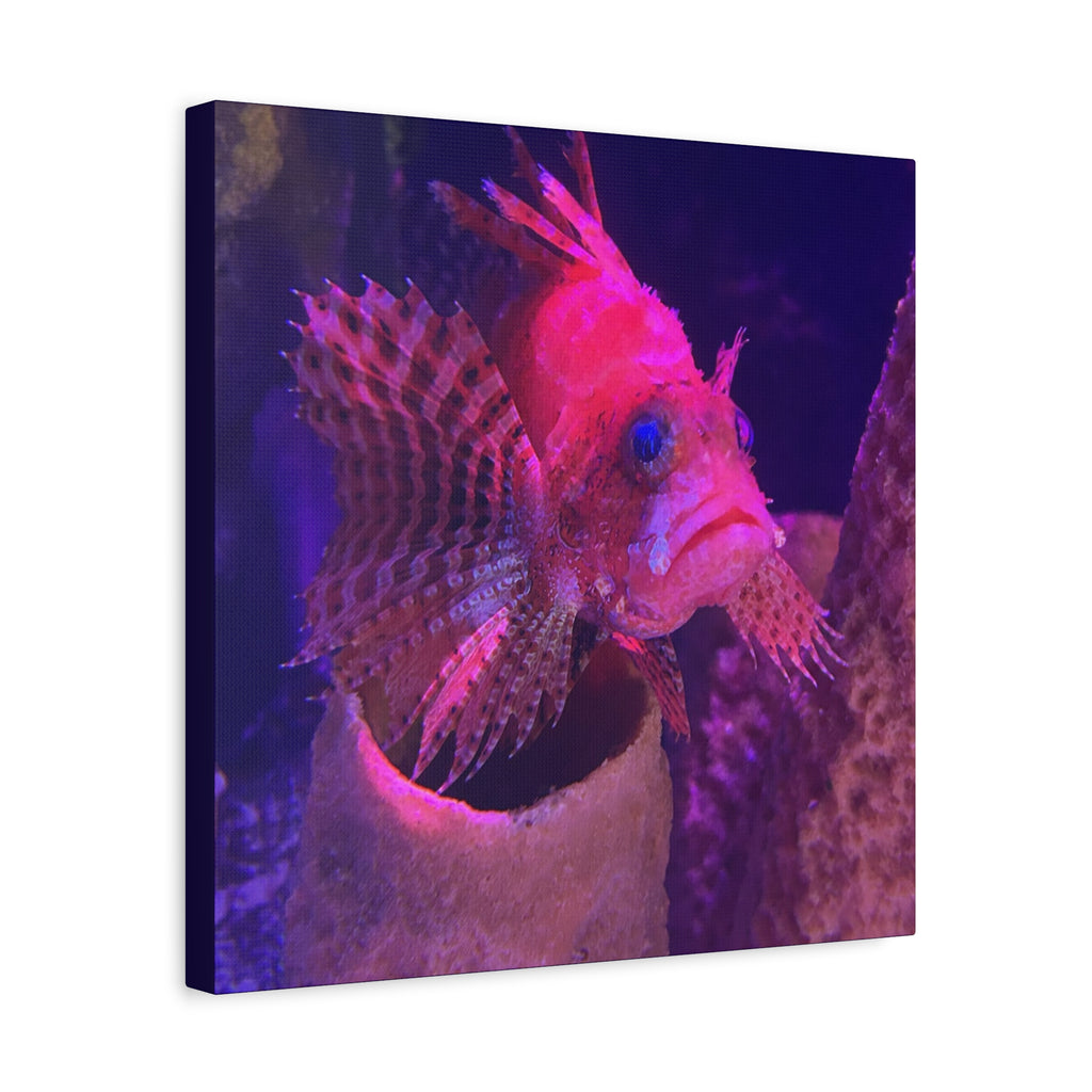 Fuzzy Dwarf Lionfish Canvas Print — Vibrant Marine Wall Art (1.25" Stretched)