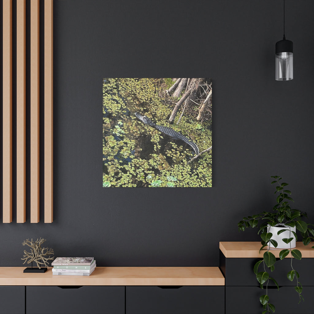 Alligator Photography Canvas Print — Matte Stretched Wall Art