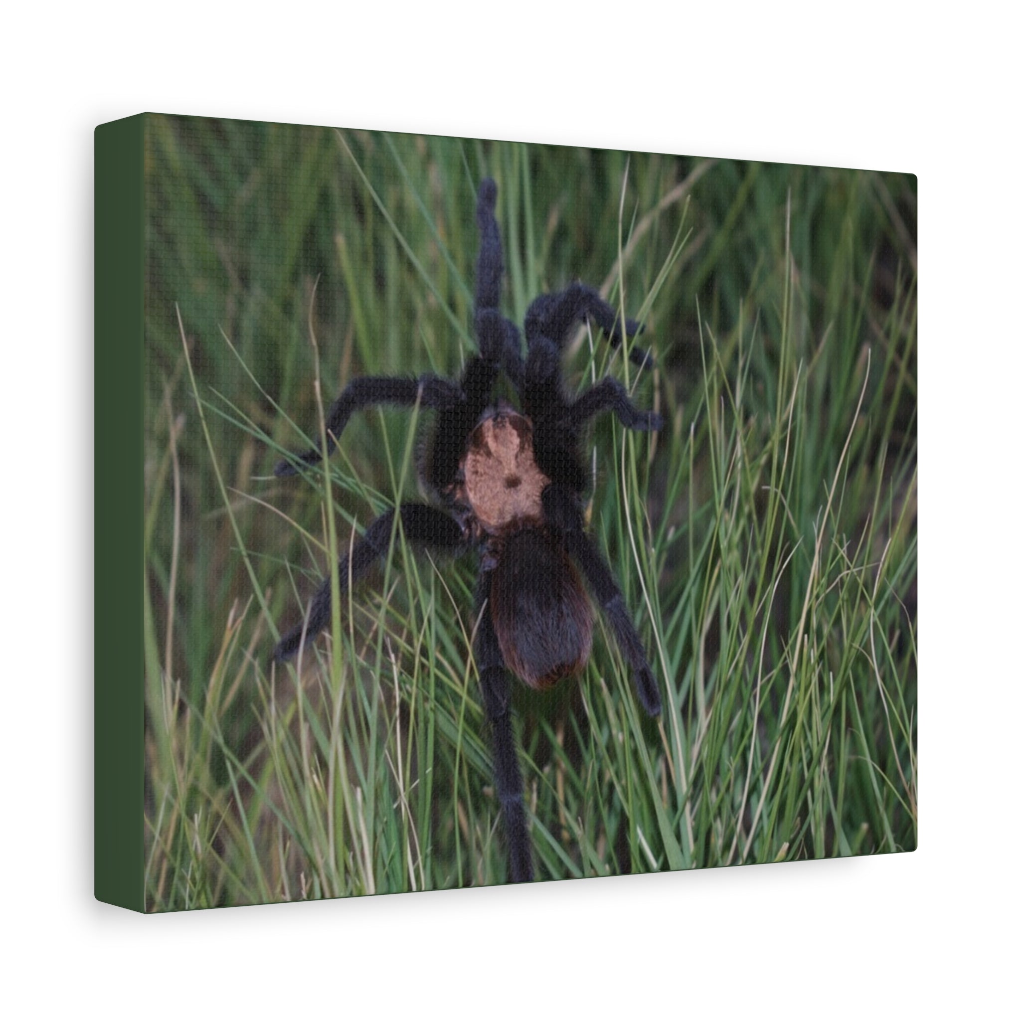 Roaming Tarantula Wall Art Canvas - Realistic Spider Photography on Matte Stretched Canvas