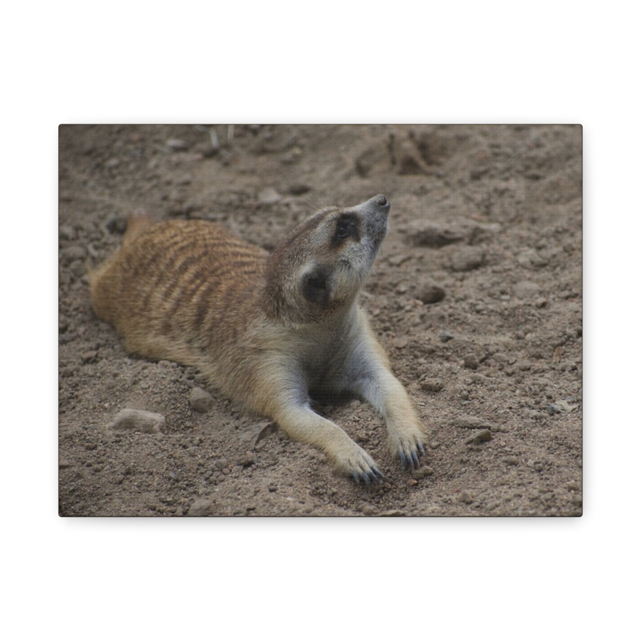 Meerkat Stretch Canvas Wall Art – Relaxed Desert Wildlife Print