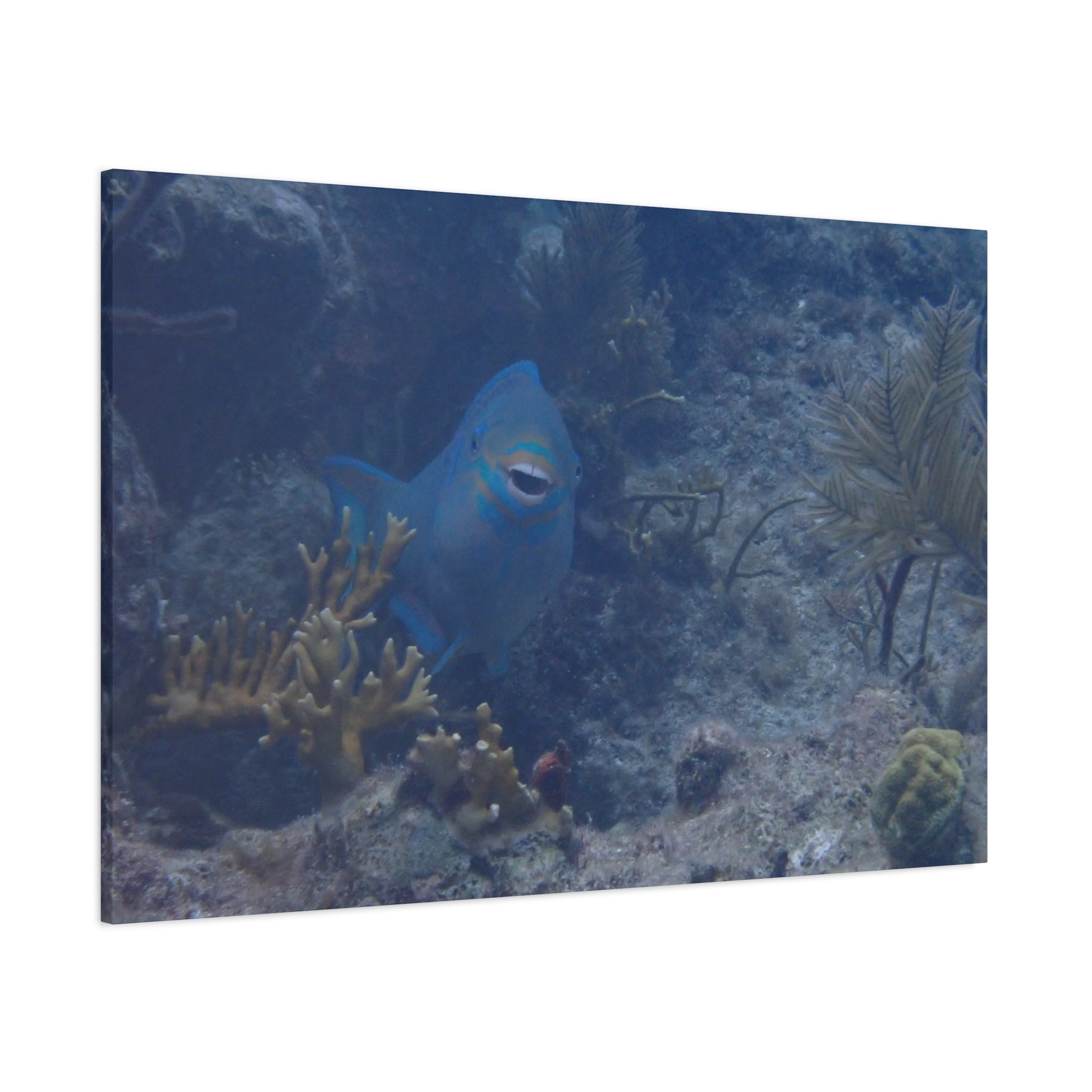 Underwater Parrotfish Canvas Print — Tropical Reef Wall Art