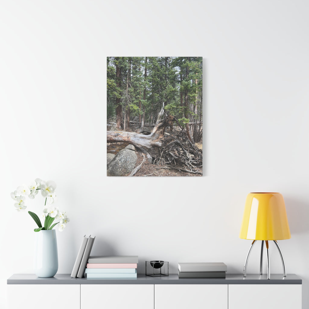 Forest Rootscape Matte Canvas Print — Stretched Wall Art
