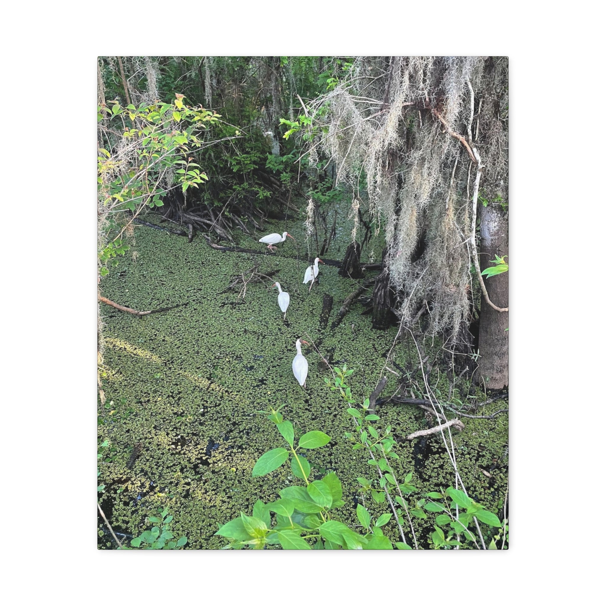 Swamp Egrets Canvas Print — Matte Stretched Nature Wall Art