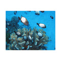 Coral Reef Fish Jigsaw Puzzle (with Tin) - Ocean Puzzle Gift