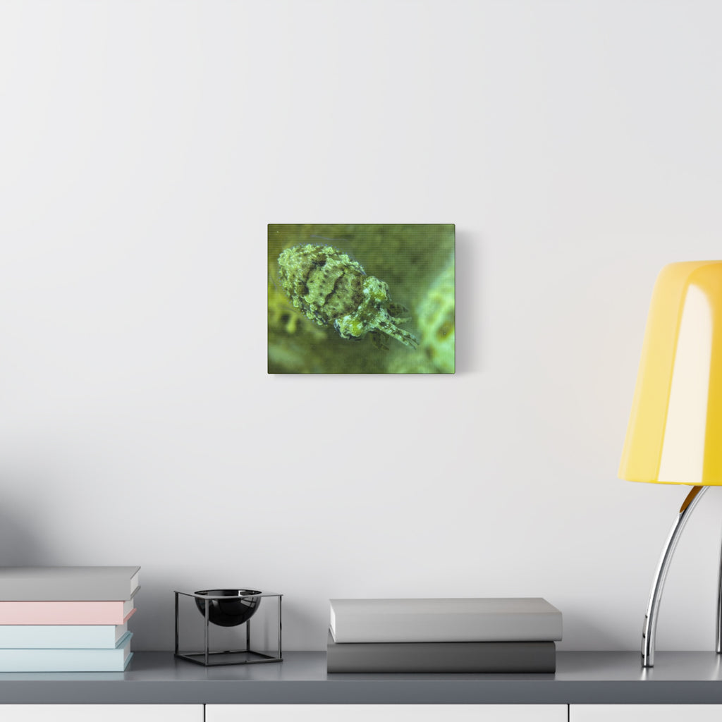 Dwarf Cuttlefish Canvas Print — Matte Stretched Sea Life Wall Art