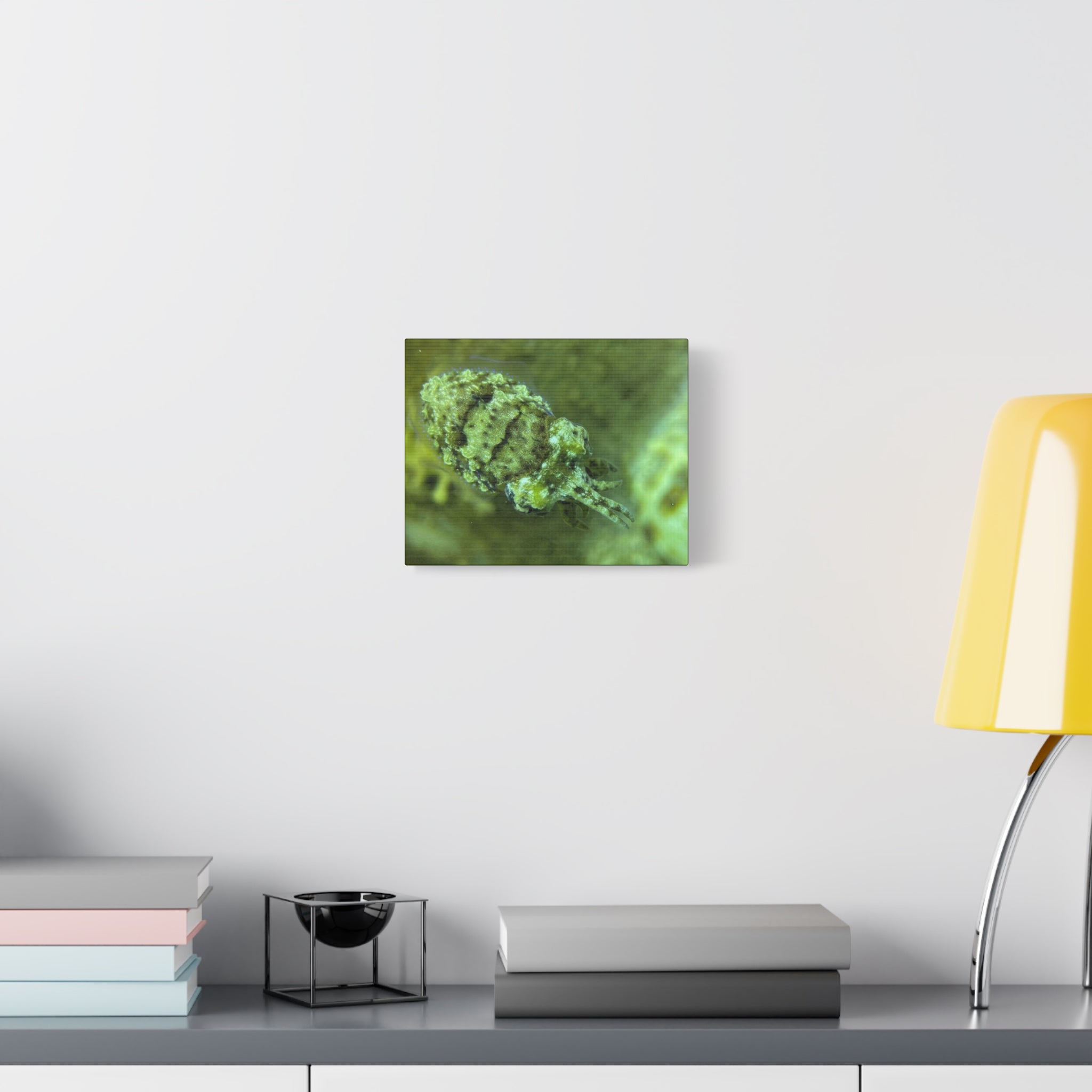 Dwarf Cuttlefish Canvas Print — Matte Stretched Sea Life Wall Art