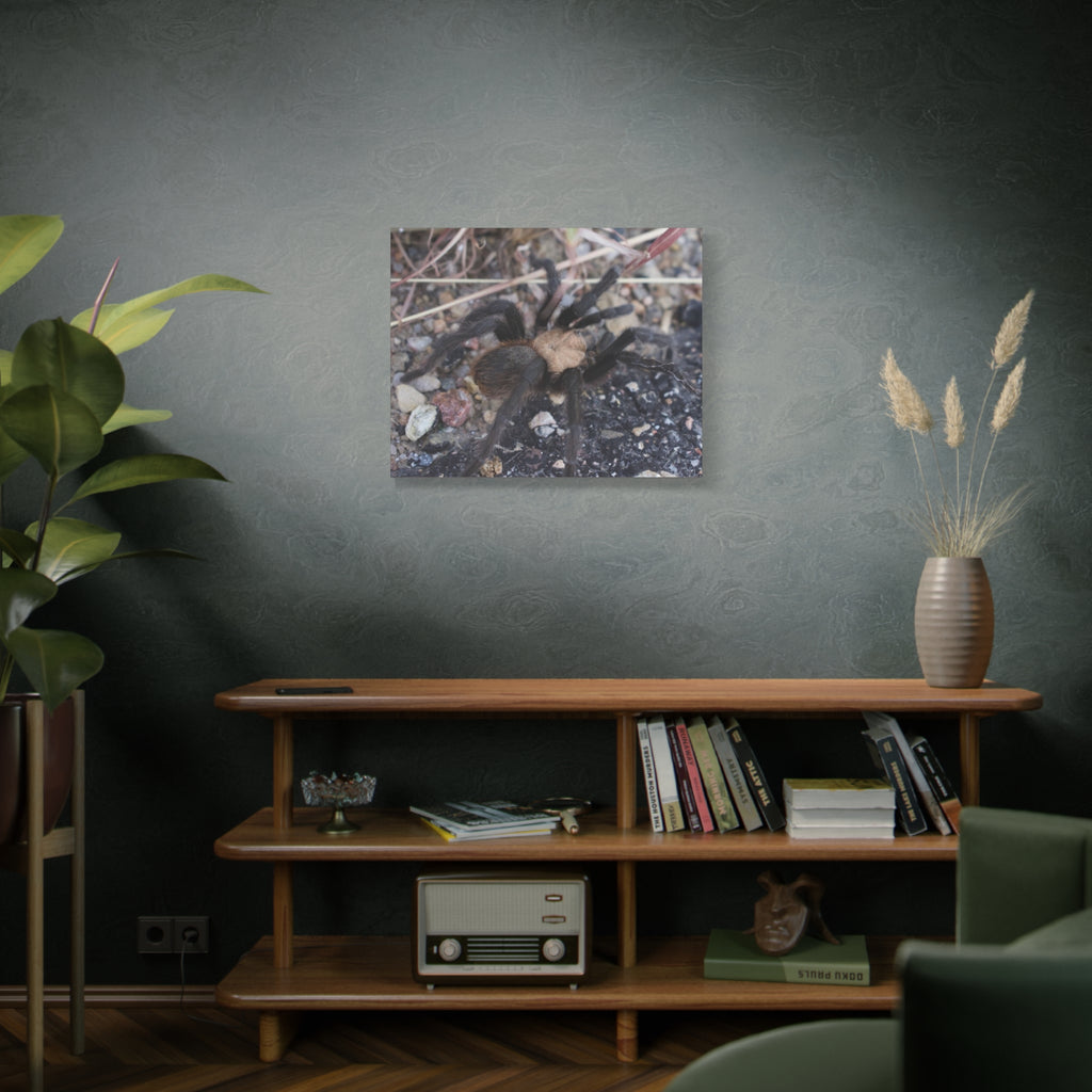 Tarantula Canvas Print — Matte Stretched Wall Art