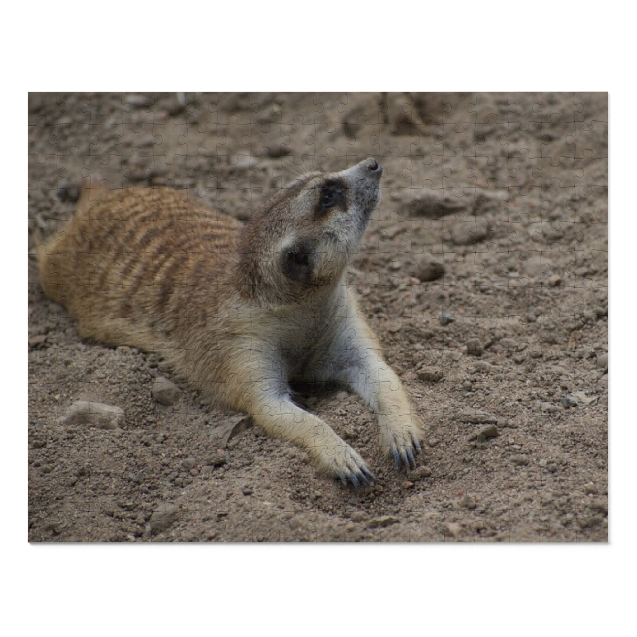 Meerkat Jigsaw Puzzle with Tin – Wildlife Puzzle Gift