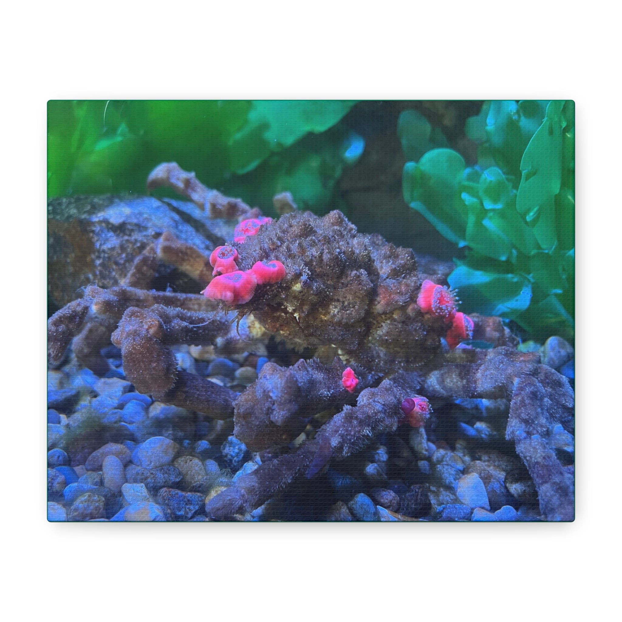 Decorator Crab Canvas Print — Colorful Underwater Art, Matte Stretched 1.25"