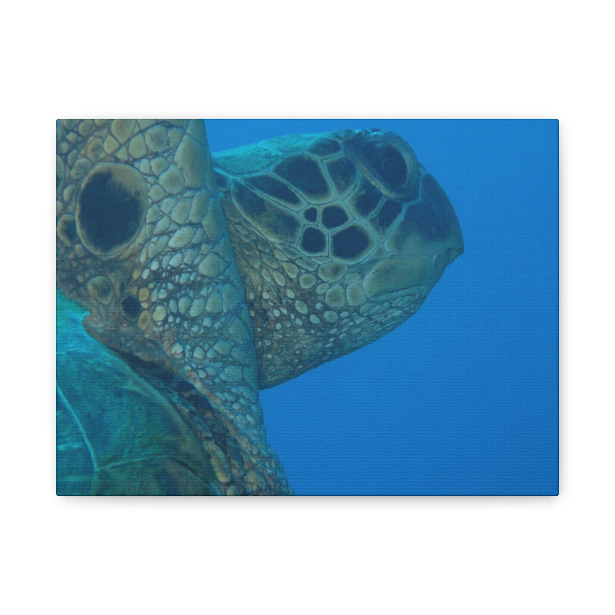 Green Sea Turtle Wall Canvas — Matte Stretched Ocean Photography Art