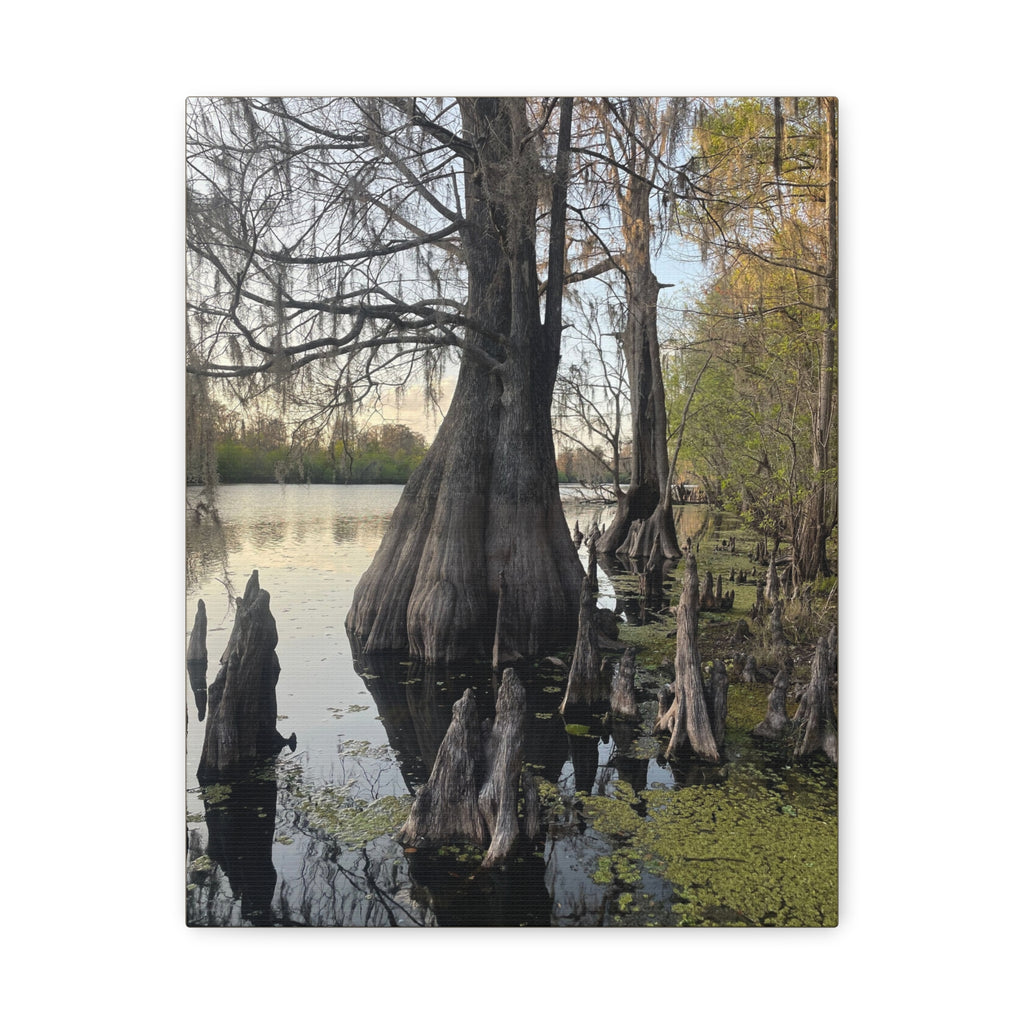 Swamp Matte Stretched Canvas
