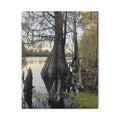 Swamp Matte Stretched Canvas