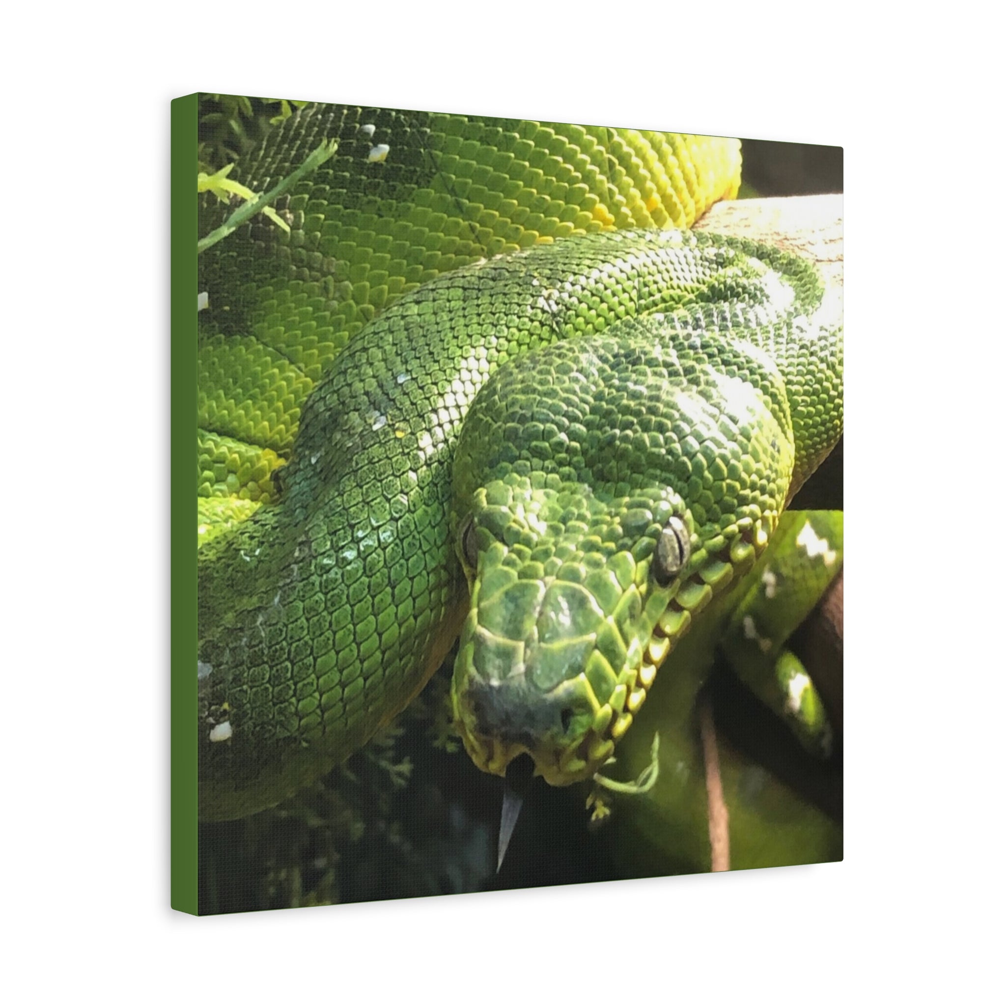 Green Tree Python Canvas Print — Tropical Snake Wall Art (Matte Stretched)