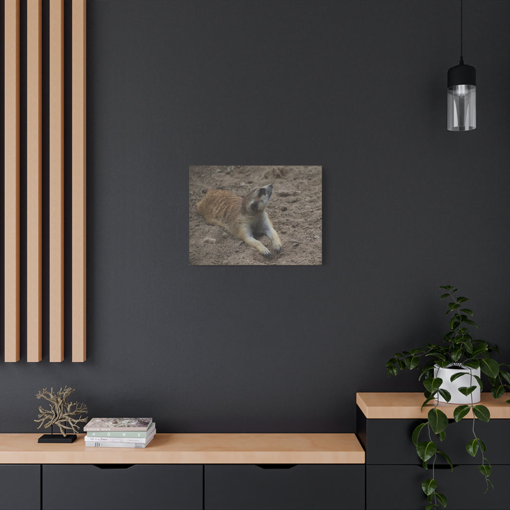 Meerkat Stretch Canvas Wall Art – Relaxed Desert Wildlife Print