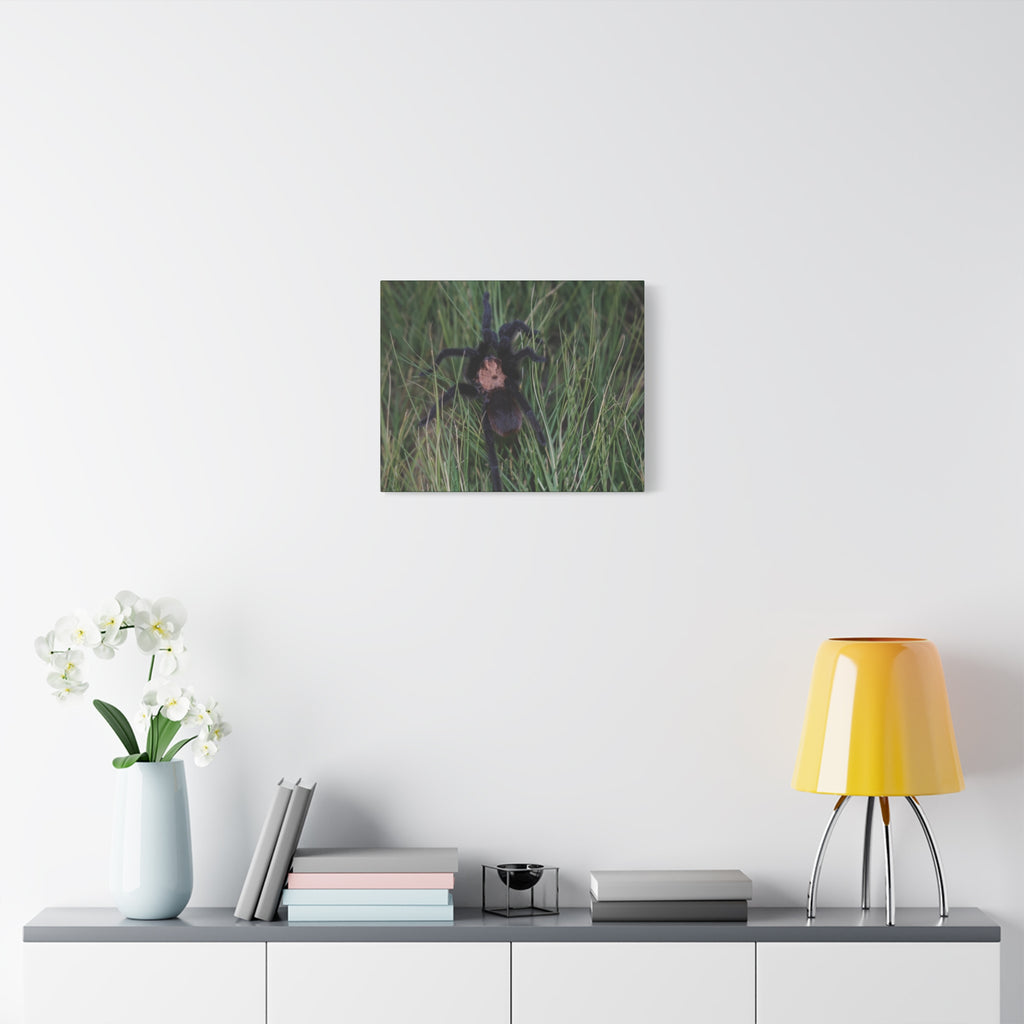 Roaming Tarantula Wall Art Canvas - Realistic Spider Photography on Matte Stretched Canvas