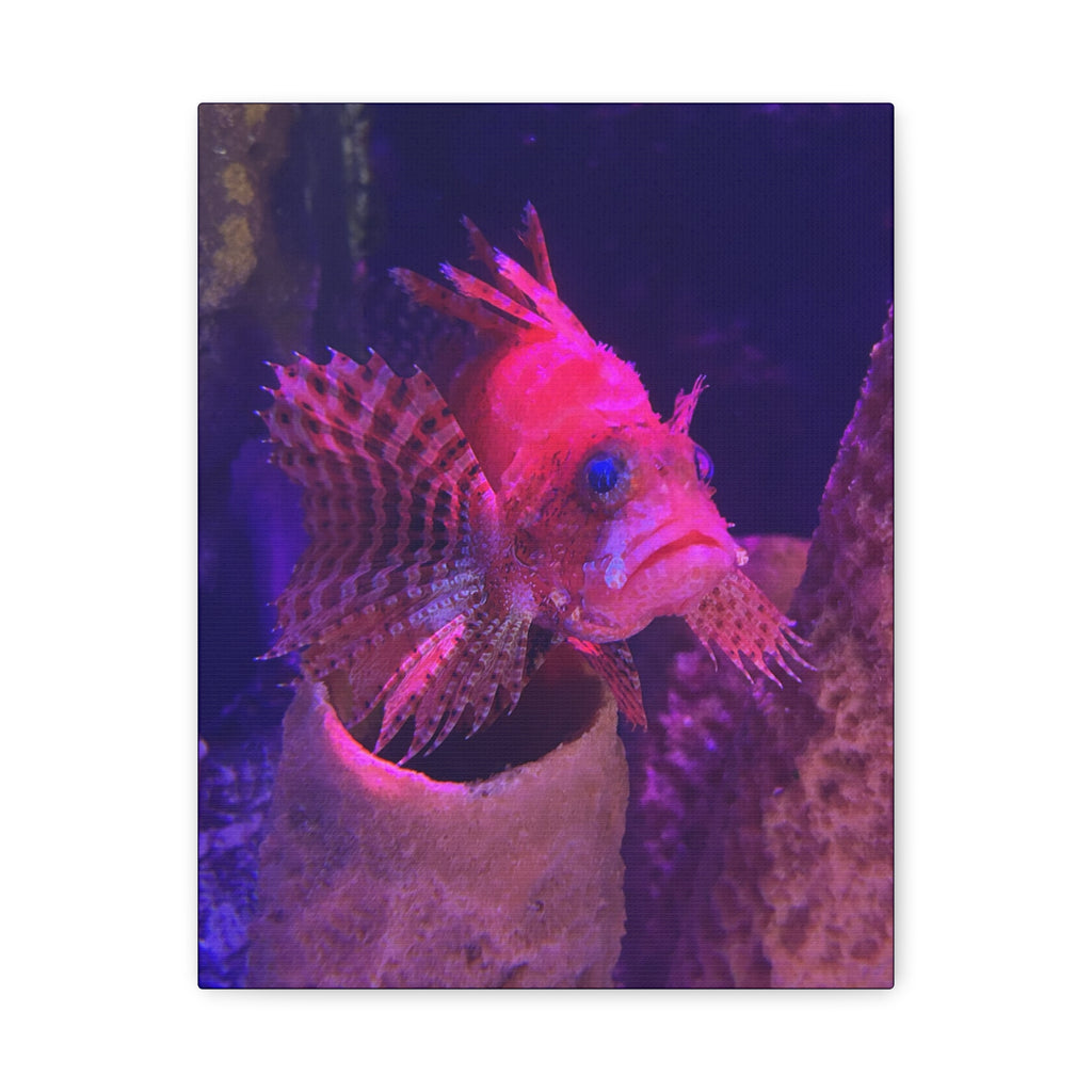 Fuzzy Dwarf Lionfish Canvas Print — Vibrant Marine Wall Art (1.25" Stretched)