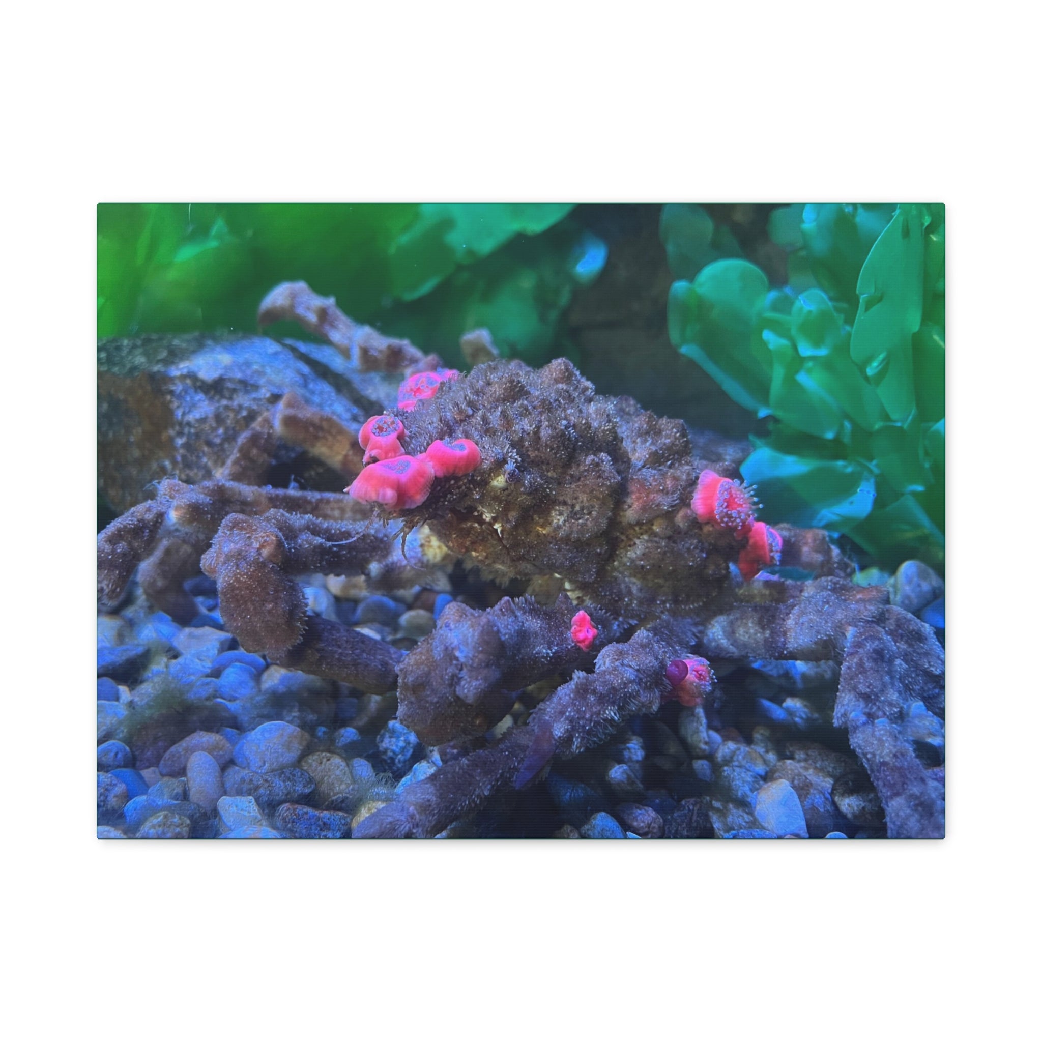 Decorator Crab Canvas Print — Colorful Underwater Art, Matte Stretched 1.25"