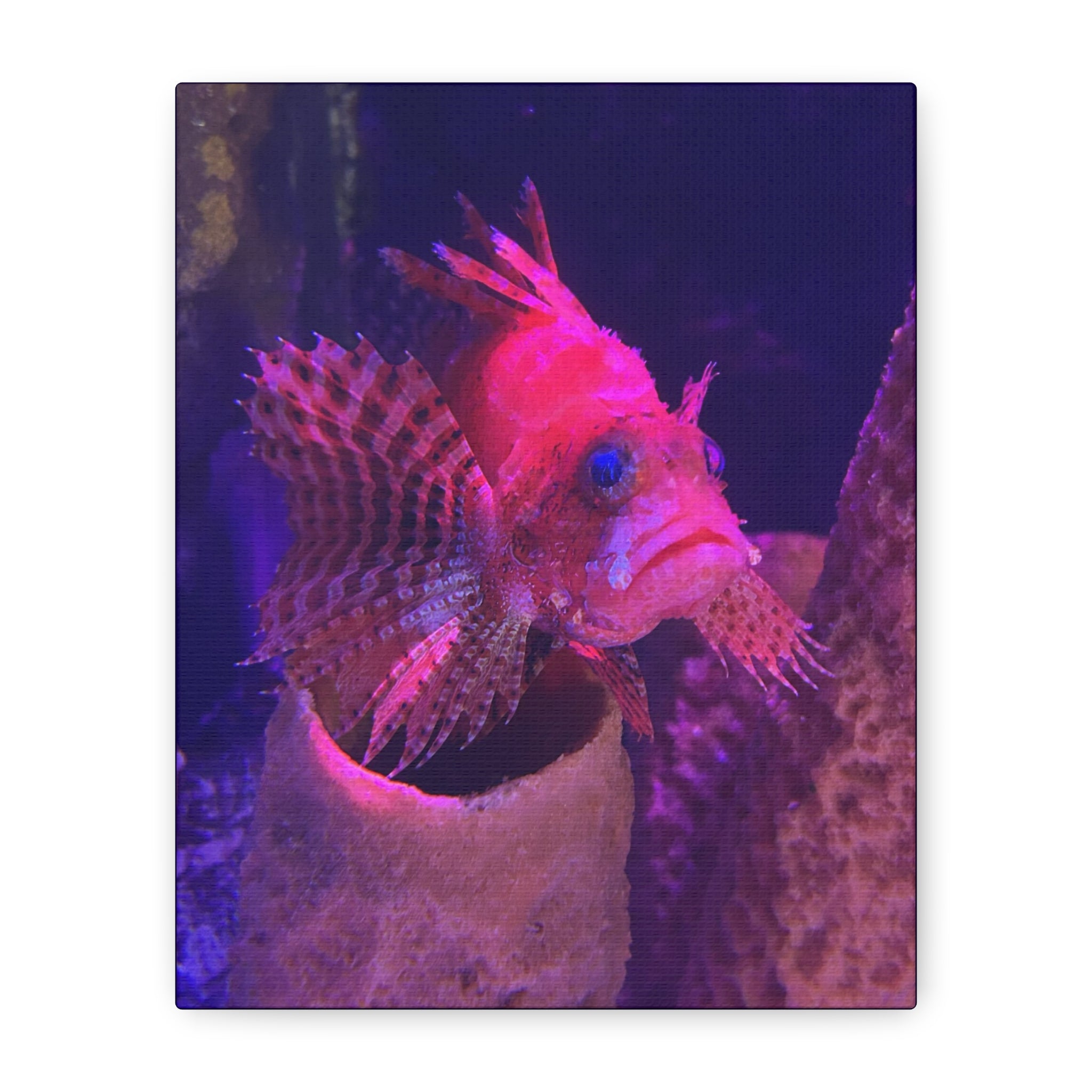 Fuzzy Dwarf Lionfish Canvas Print — Vibrant Marine Wall Art (1.25" Stretched)