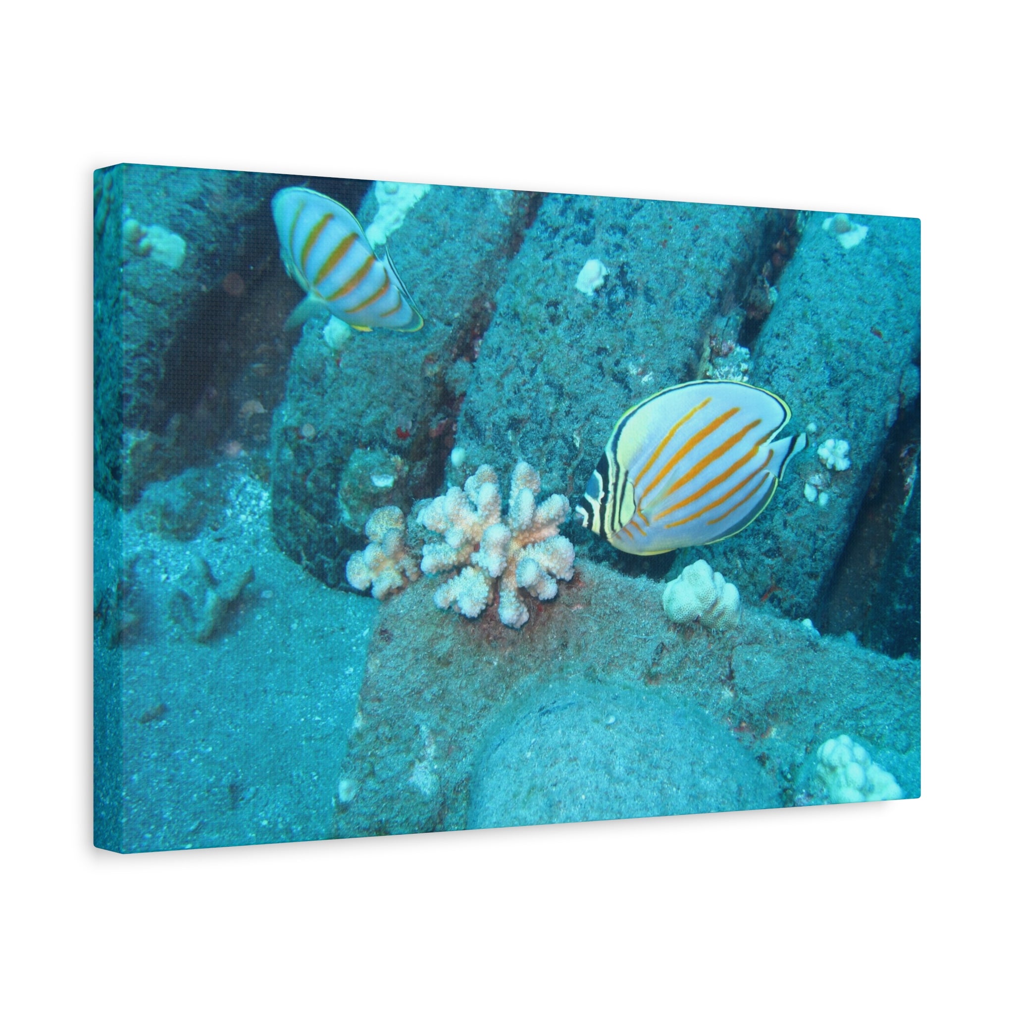 Tropical Butterflyfish Canvas Print — Underwater Coral Reef Wall Art