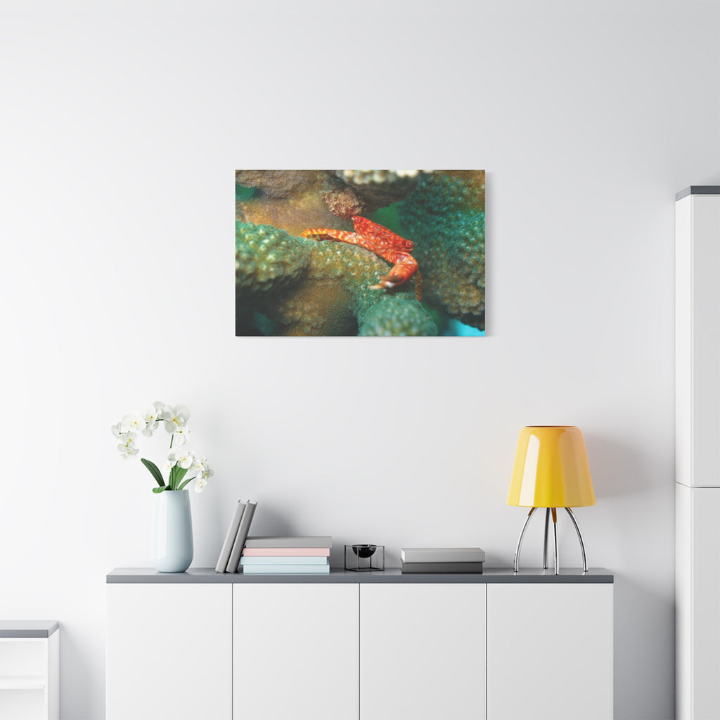Coral Reef Crab Matte Canvas Print — Underwater Marine Wall Art
