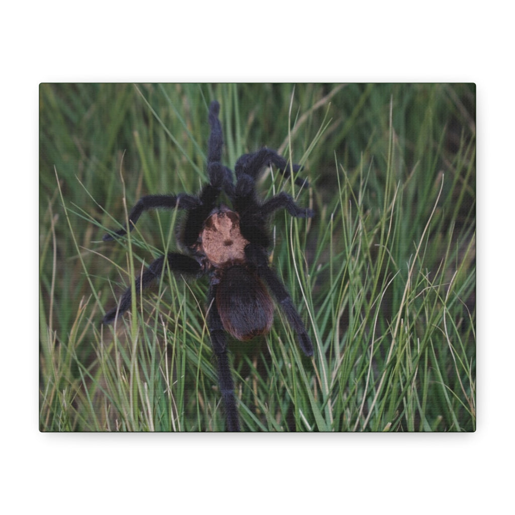 Roaming Tarantula Wall Art Canvas - Realistic Spider Photography on Matte Stretched Canvas