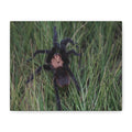 Roaming Tarantula Wall Art Canvas - Realistic Spider Photography on Matte Stretched Canvas