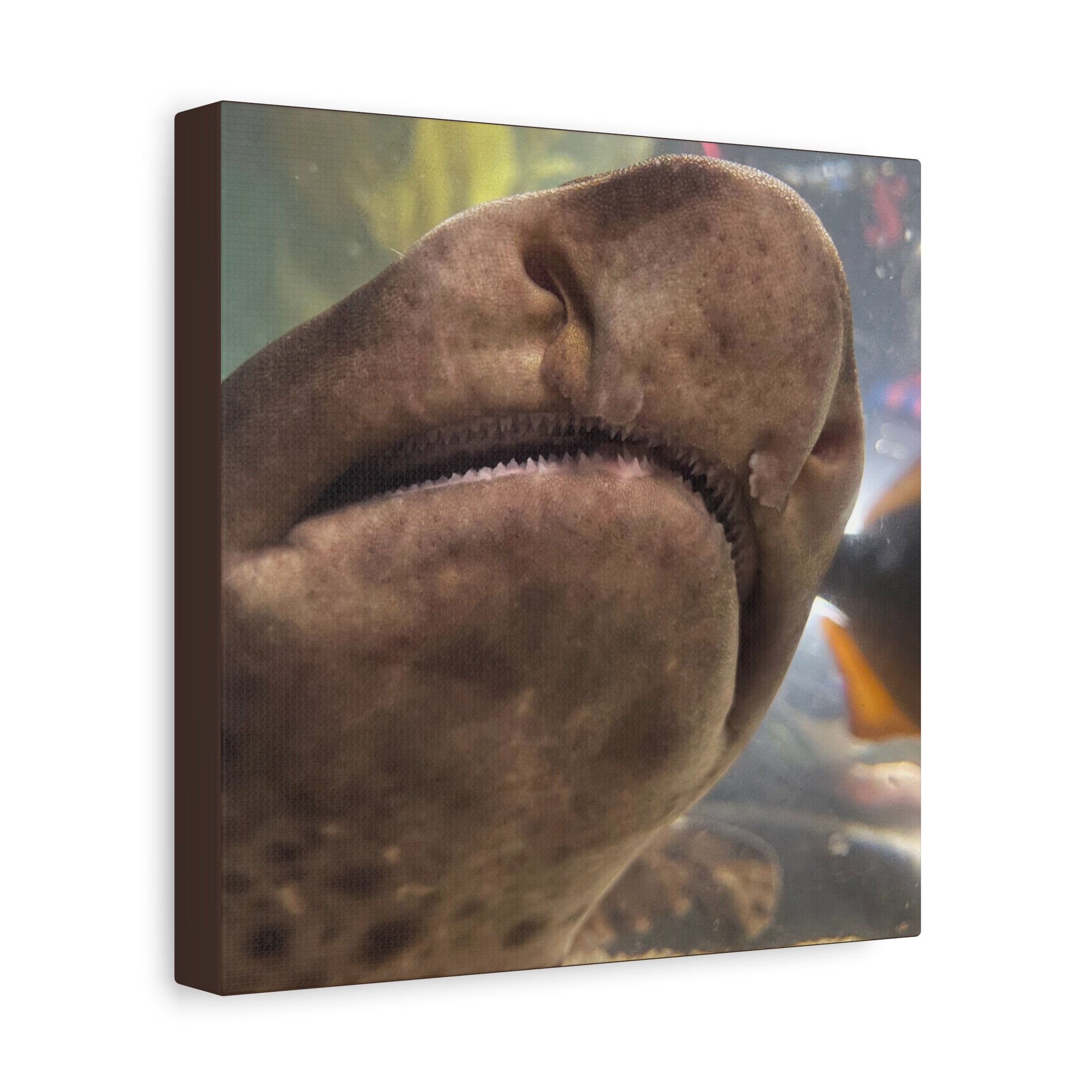 Swell Shark Close-Up Matte Canvas Print — Stretched 1.25" Wall Art