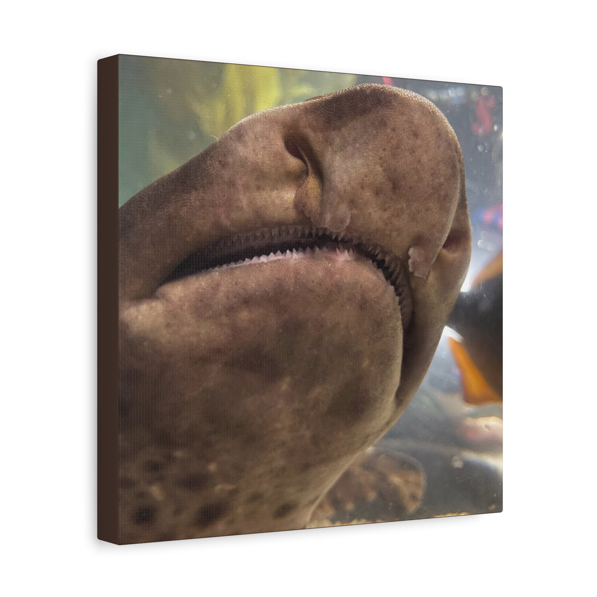 Swell Shark Close-Up Matte Canvas Print — Stretched 1.25" Wall Art